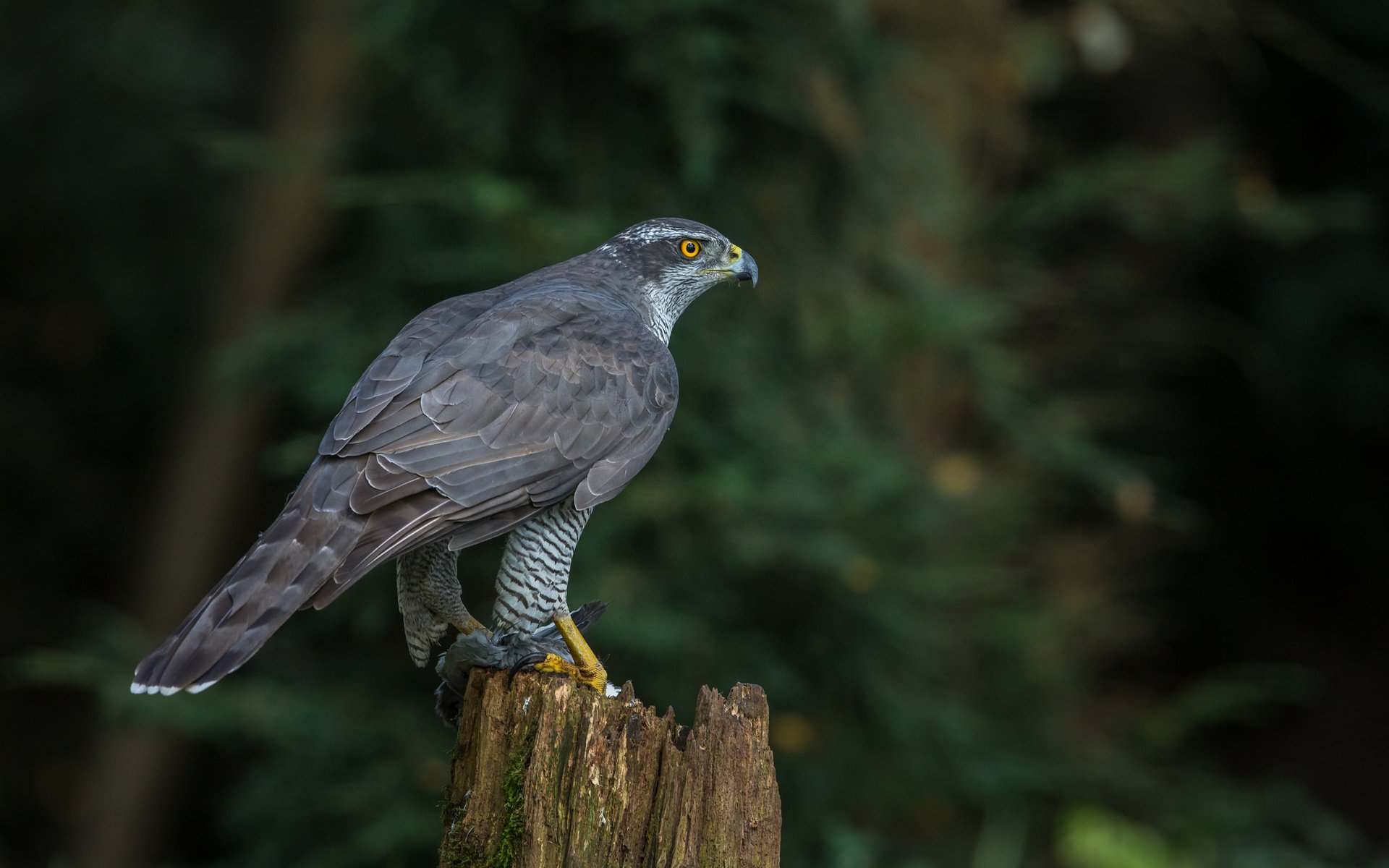 Обои природа, птица, клюв, хищная, ястреб-тетеревятник, nature, bird, beak, predatory, goshawk разрешение 2048x1365 Загрузить