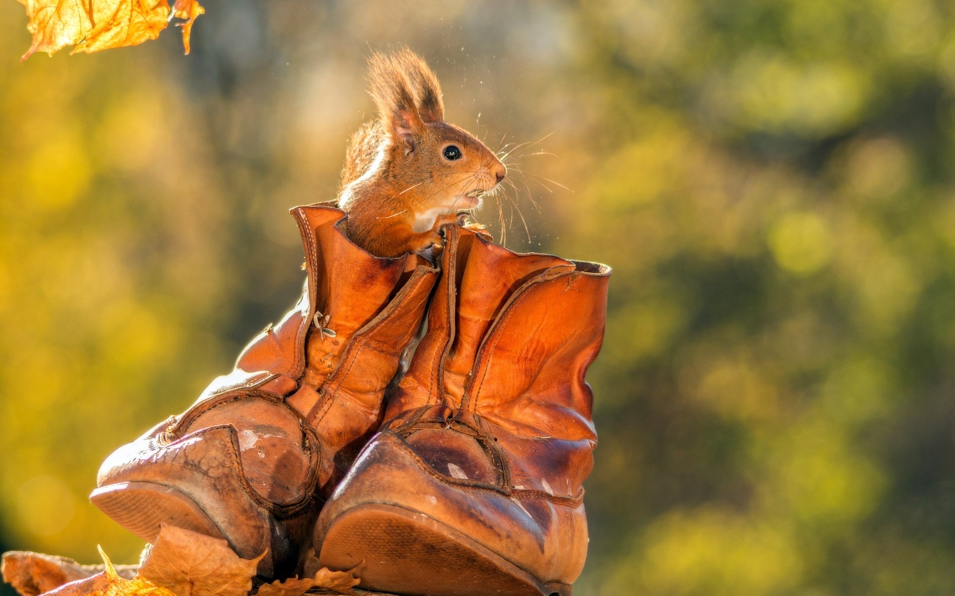 Обои осень, животное, белка, ботинки, грызун, autumn, animal, protein, shoes, rodent разрешение 2048x1365 Загрузить