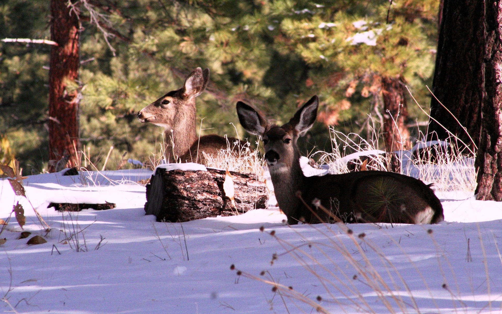 Обои лес, зима, сша, олени, штат калифорния, горы сьерра-невада, forest, winter, usa, deer, california, the sierra nevada разрешение 3456x2304 Загрузить