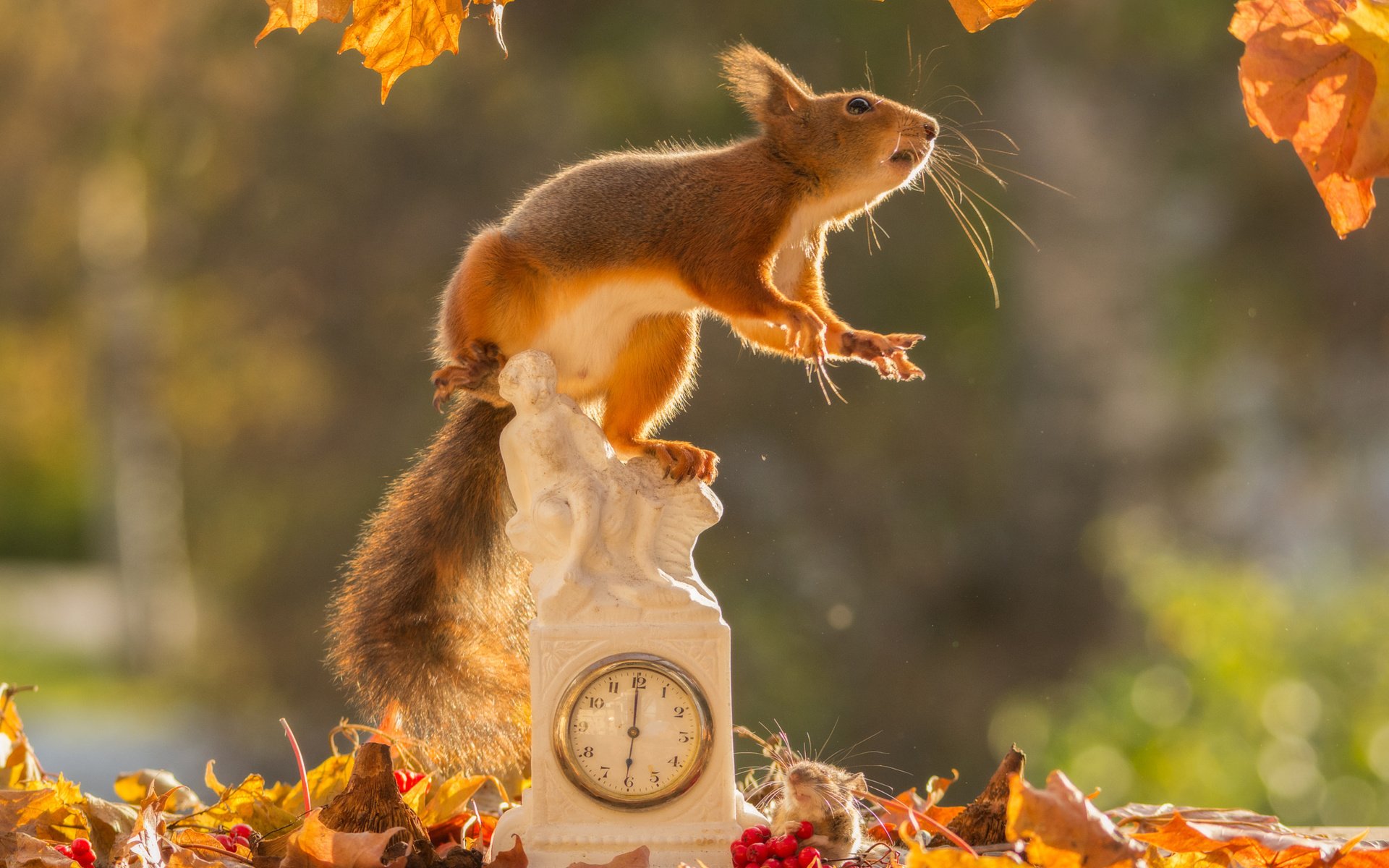 Обои листья, осень, часы, рыжая, белка, мышка, leaves, autumn, watch, red, protein, mouse разрешение 2048x1463 Загрузить