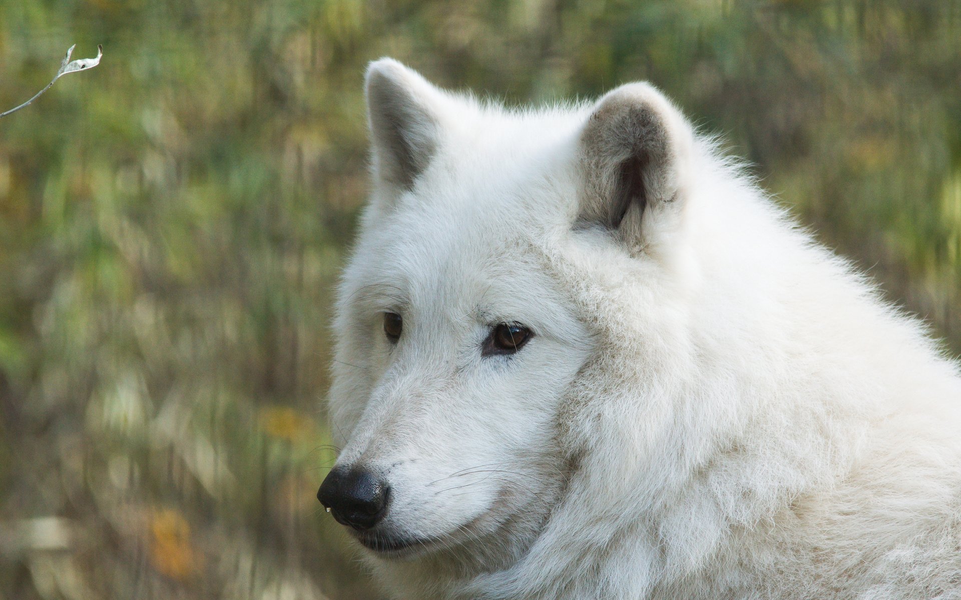 Обои морда, портрет, волк, белый волк, face, portrait, wolf, white wolf разрешение 3000x2000 Загрузить