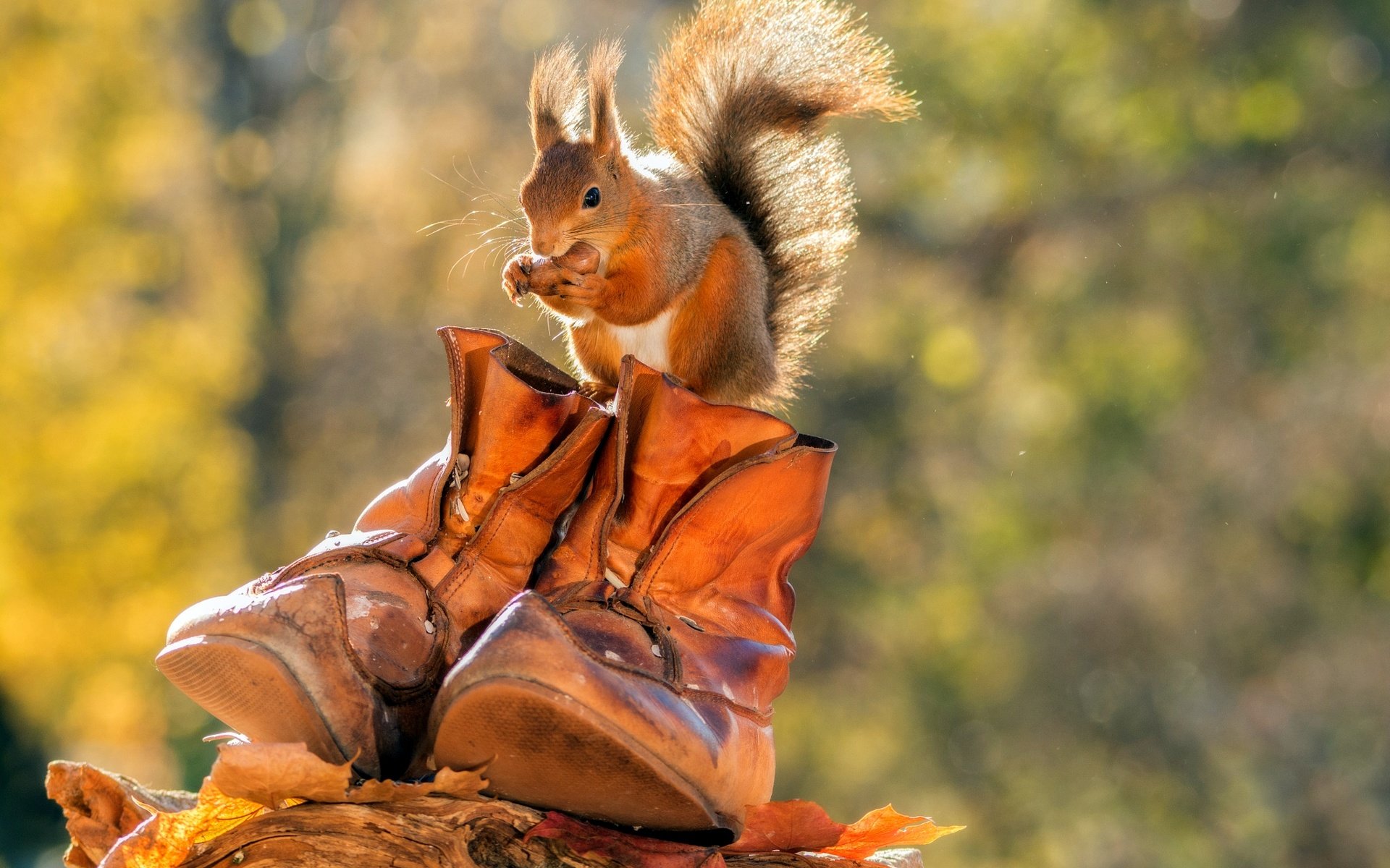 Обои листья, осень, животное, белка, орех, ботинки, грызун, leaves, autumn, animal, protein, walnut, shoes, rodent разрешение 2048x1365 Загрузить