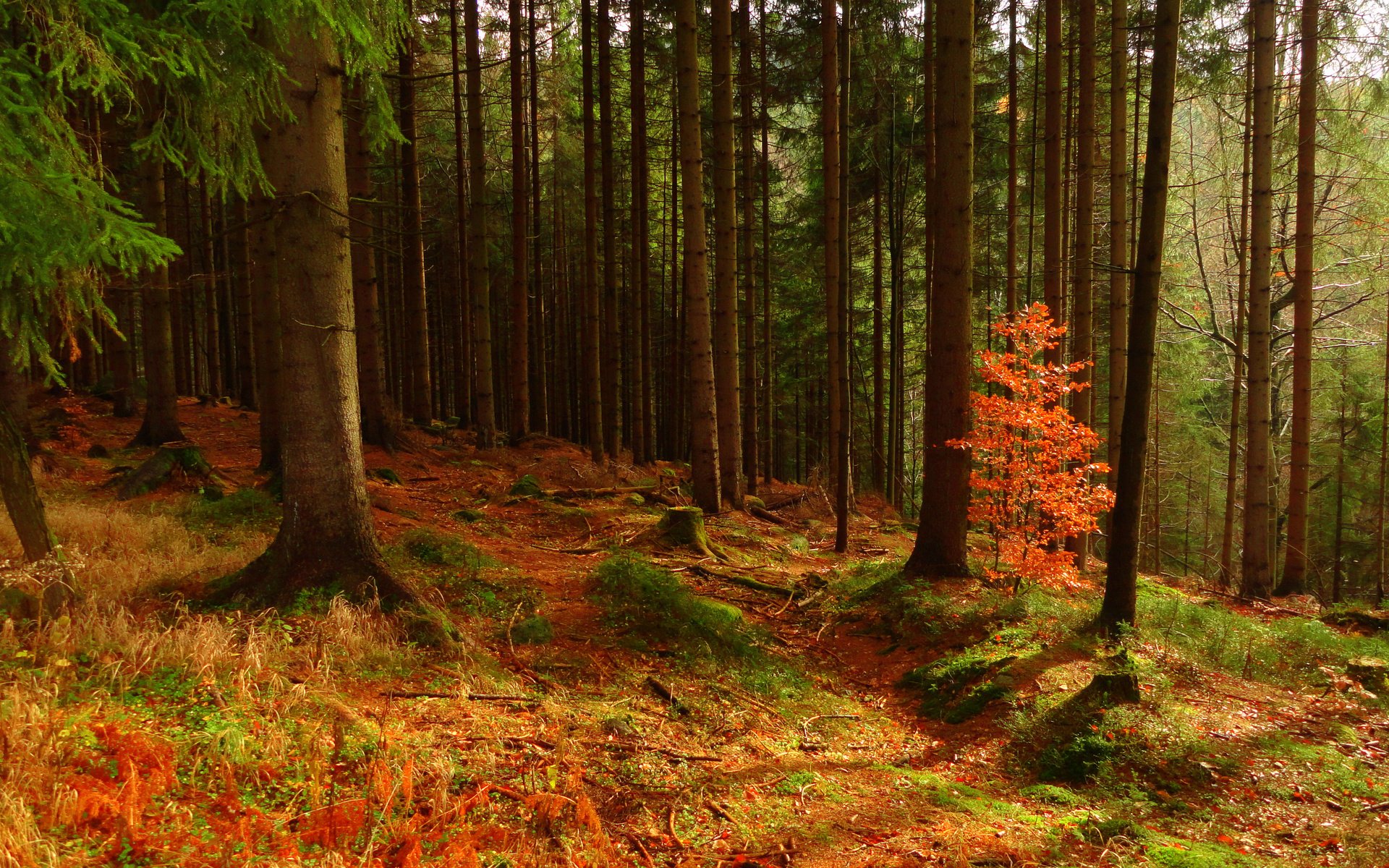Обои деревья, природа, лес, осень, trees, nature, forest, autumn разрешение 4608x2592 Загрузить