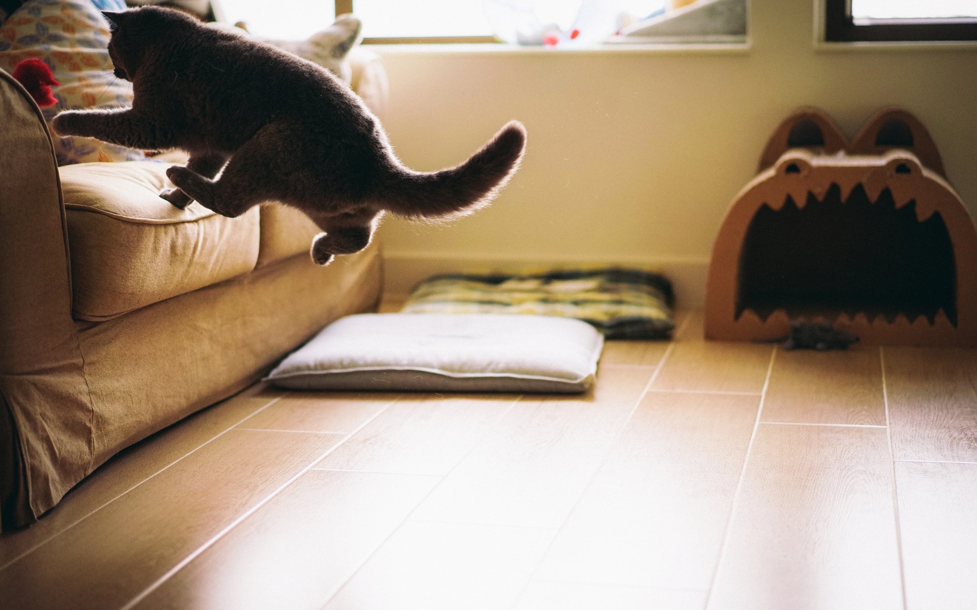 Обои кот, кошка, комната, пол, диван, прыгает, cat, room, floor, sofa, jumping разрешение 2048x1365 Загрузить