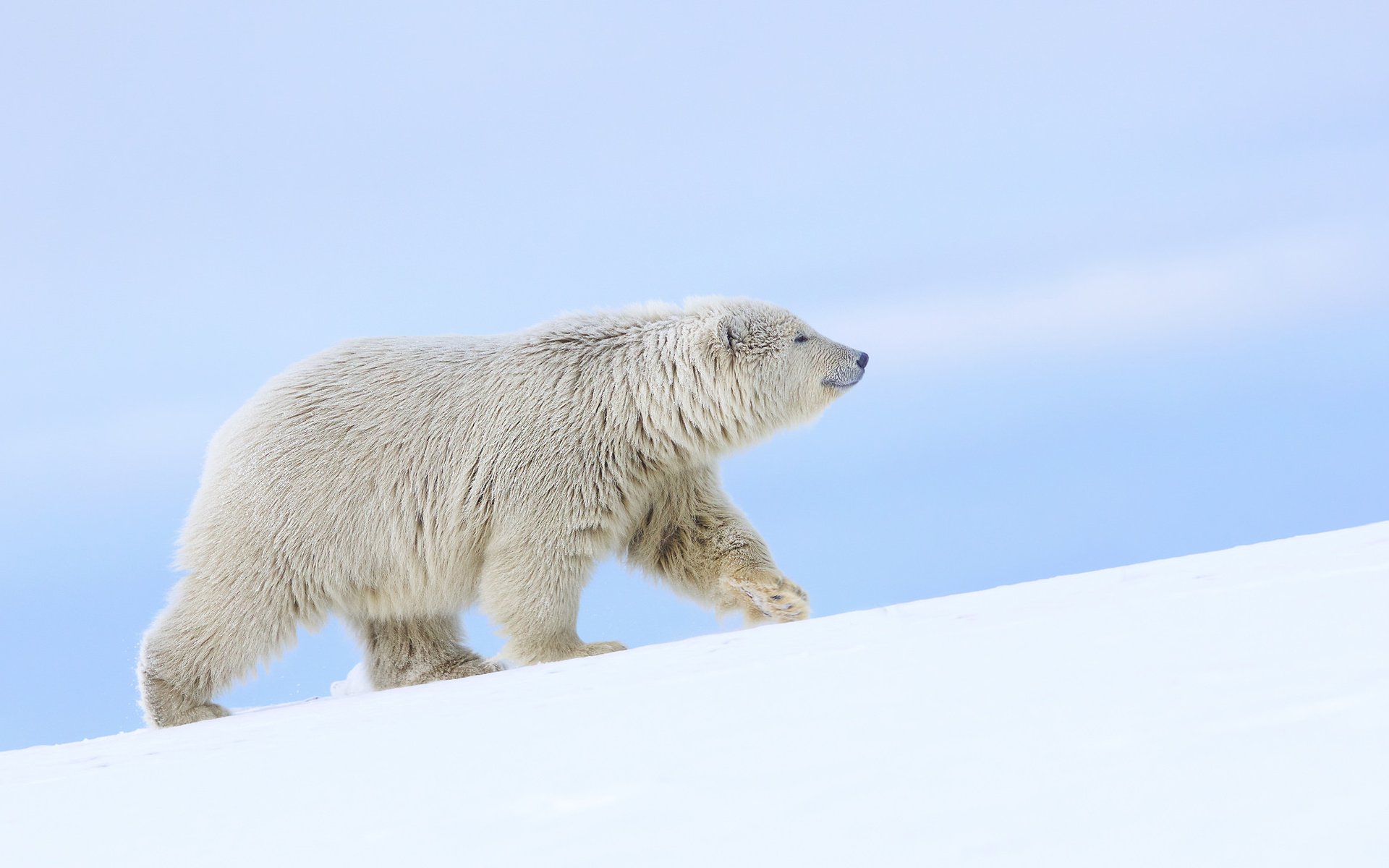 Обои снег, полярный медведь, медведь, белый медведь, аляска, snow, polar bear, bear, alaska разрешение 2048x1245 Загрузить