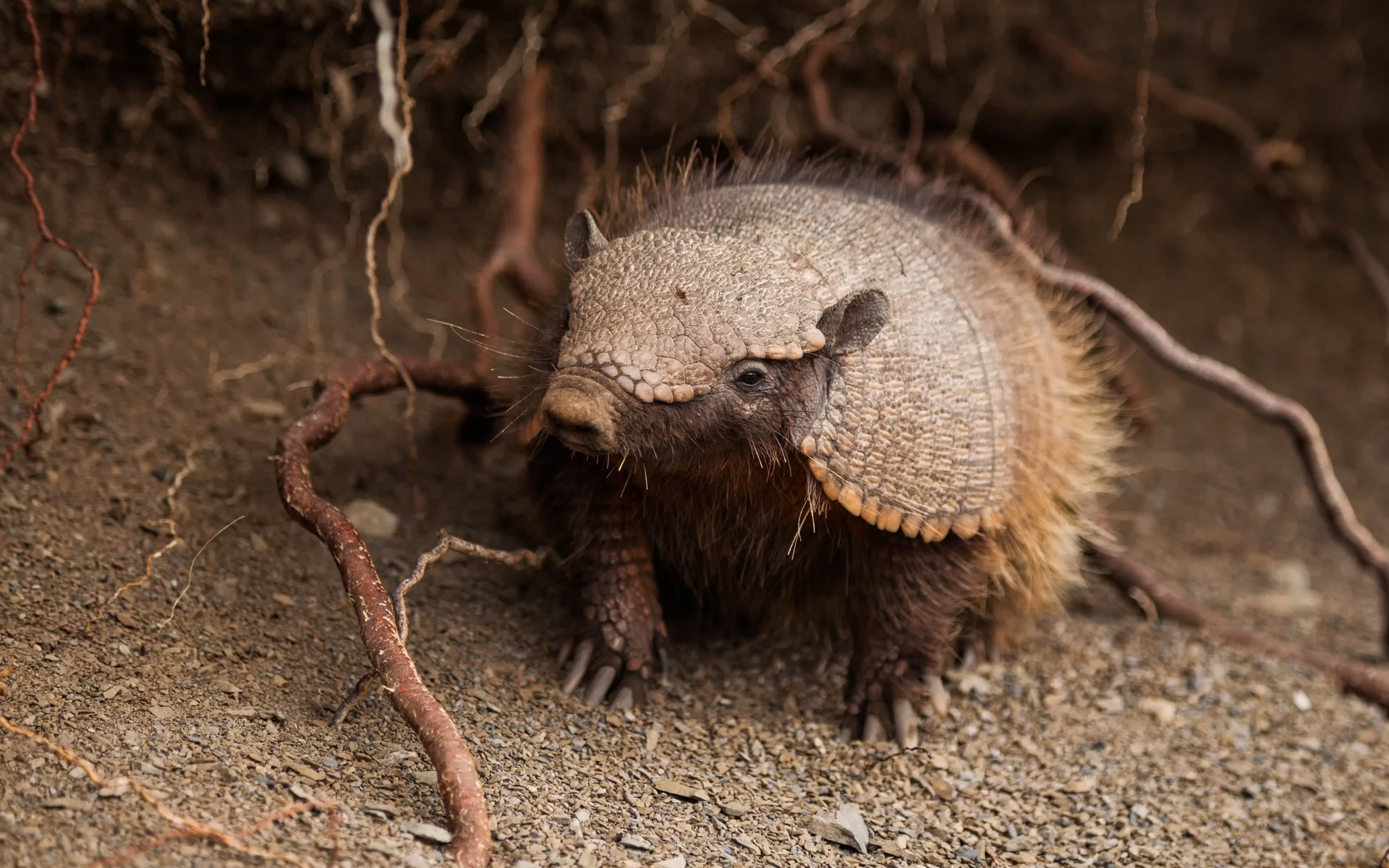 Обои южная америка, щетинистый, броненосец, chaetophractus villosus, south america, bristly, battleship разрешение 5611x3741 Загрузить