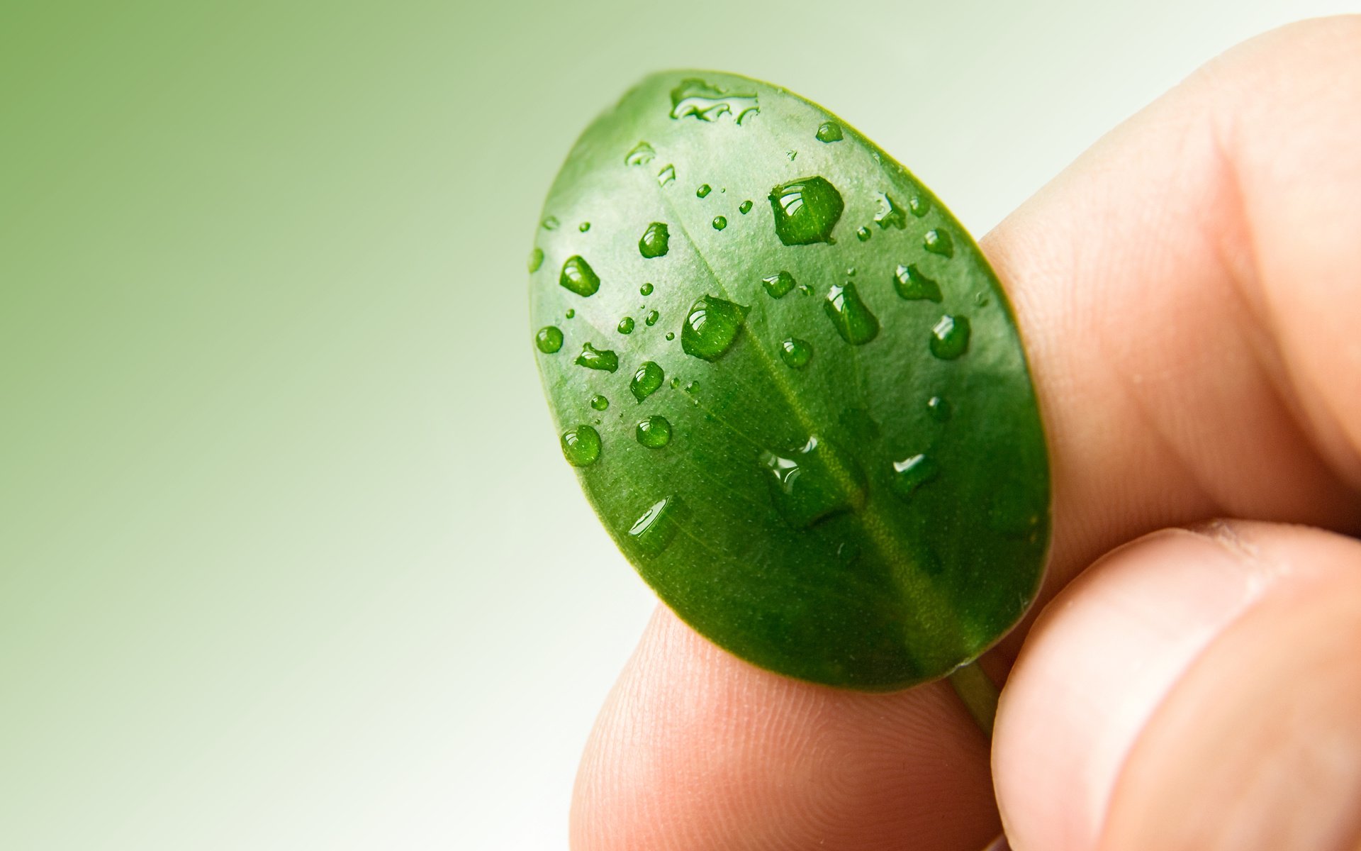 Обои вода, рука, зелёный, капли, лист, листик, пальцы, water, hand, green, drops, sheet, leaf, fingers разрешение 3872x2592 Загрузить