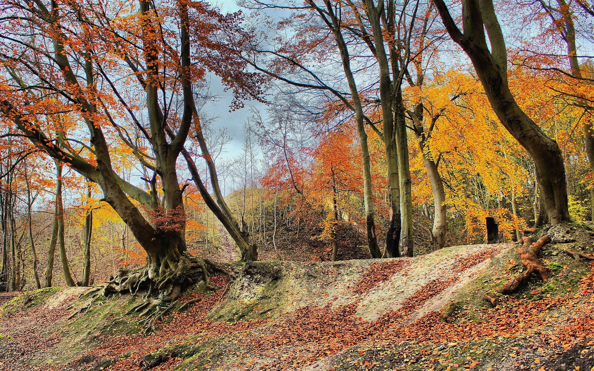 Обои деревья, природа, лес, парк, осень, trees, nature, forest, park, autumn разрешение 3617x2418 Загрузить