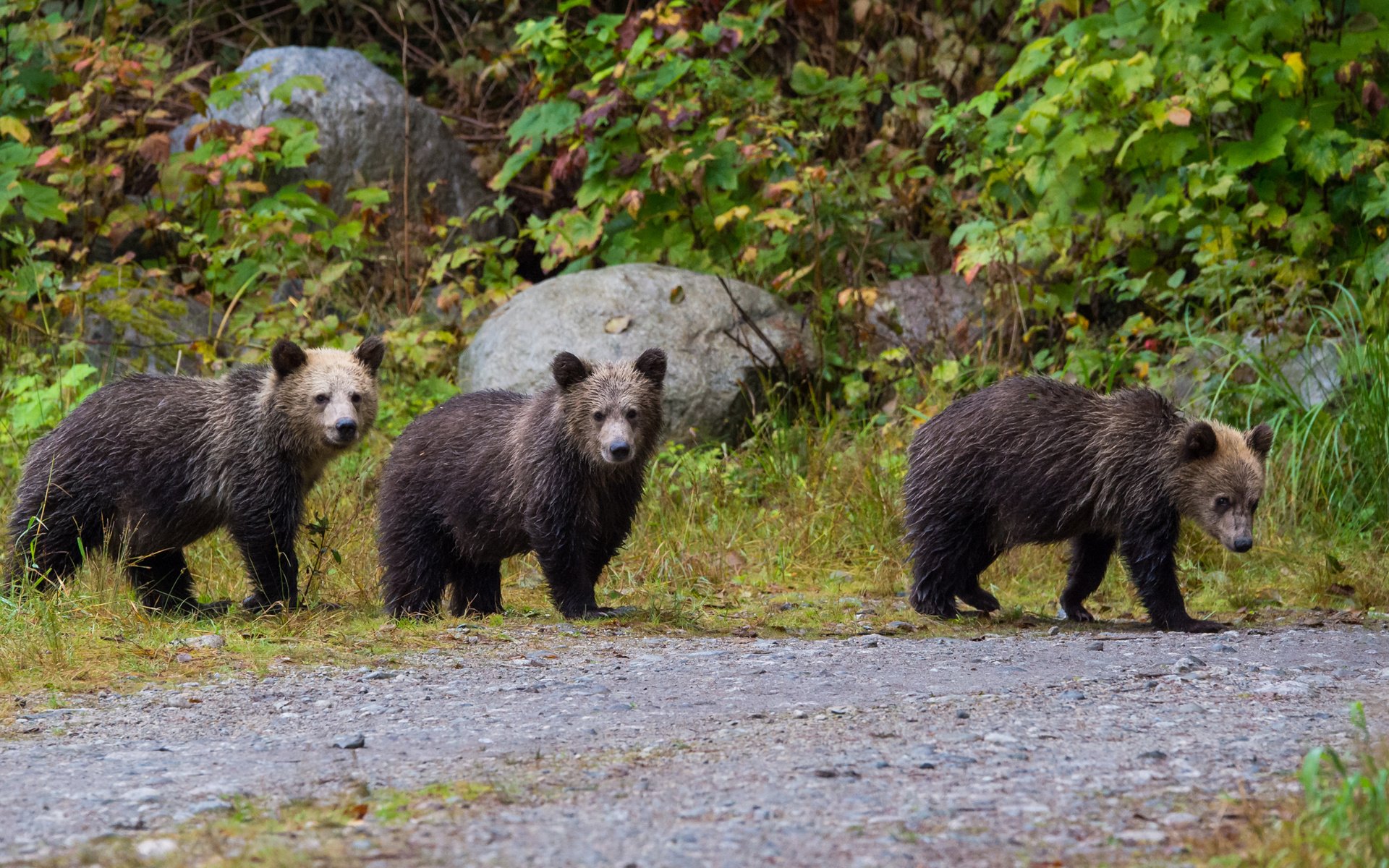 Обои природа, медведь, прогулка, медведи, бурый медведь, nature, bear, walk, bears, brown bear разрешение 2334x1285 Загрузить