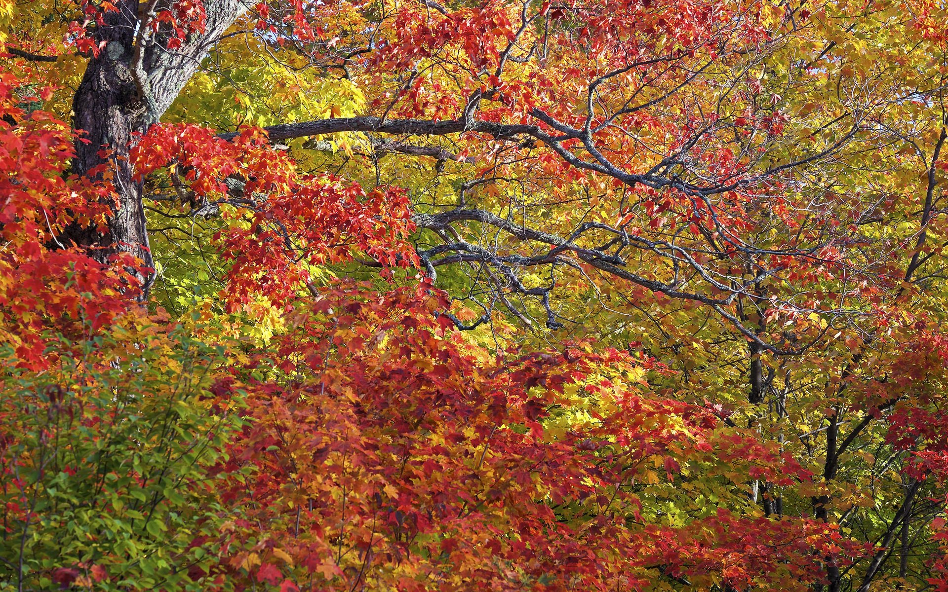 Обои деревья, листья, ветки, осень, trees, leaves, branches, autumn разрешение 2048x1365 Загрузить