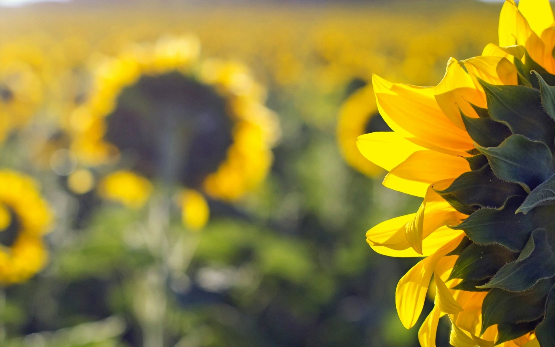 Обои природа, поле, лето, подсолнухи, nature, field, summer, sunflowers разрешение 2047x1312 Загрузить