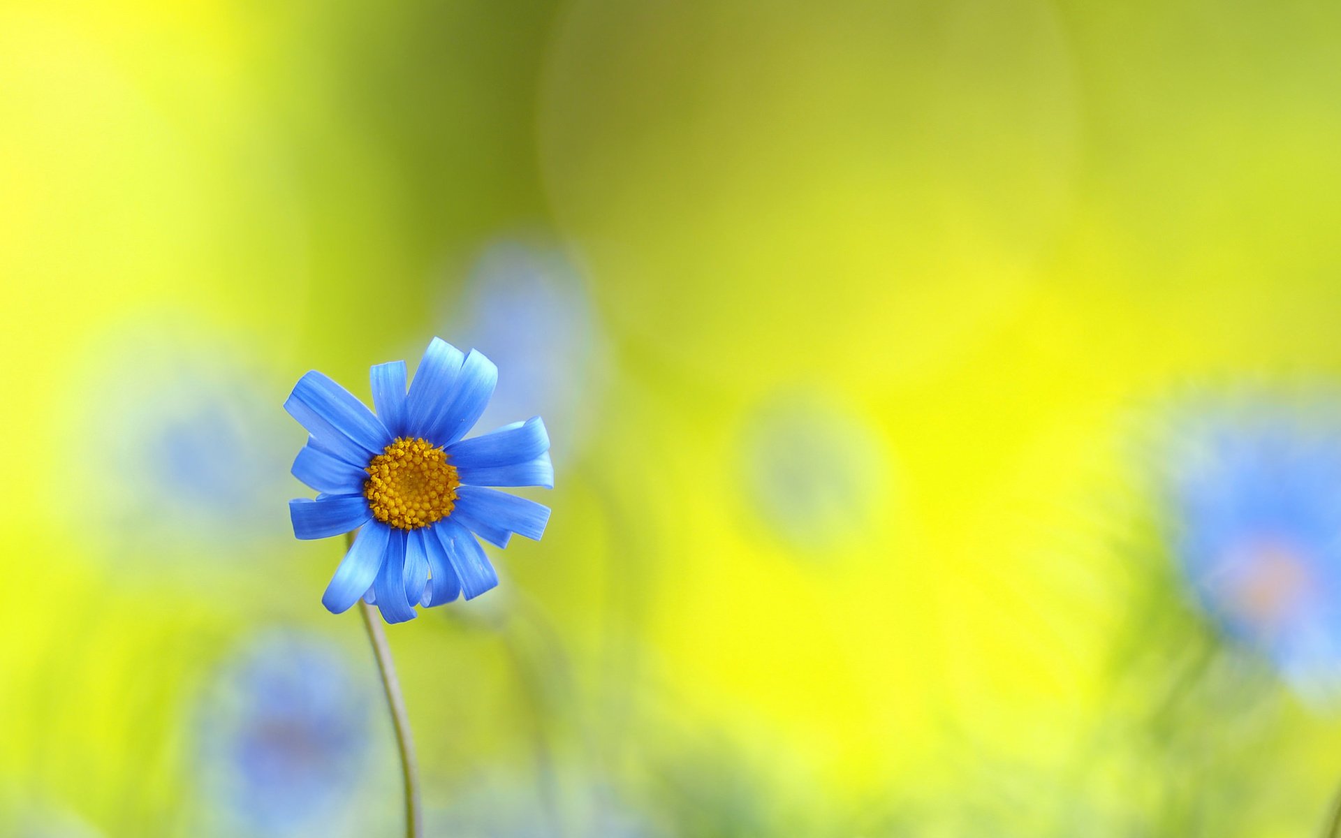 Обои природа, макро, поле, лепестки, луг, стебель, nature, macro, field, petals, meadow, stem разрешение 2048x1254 Загрузить