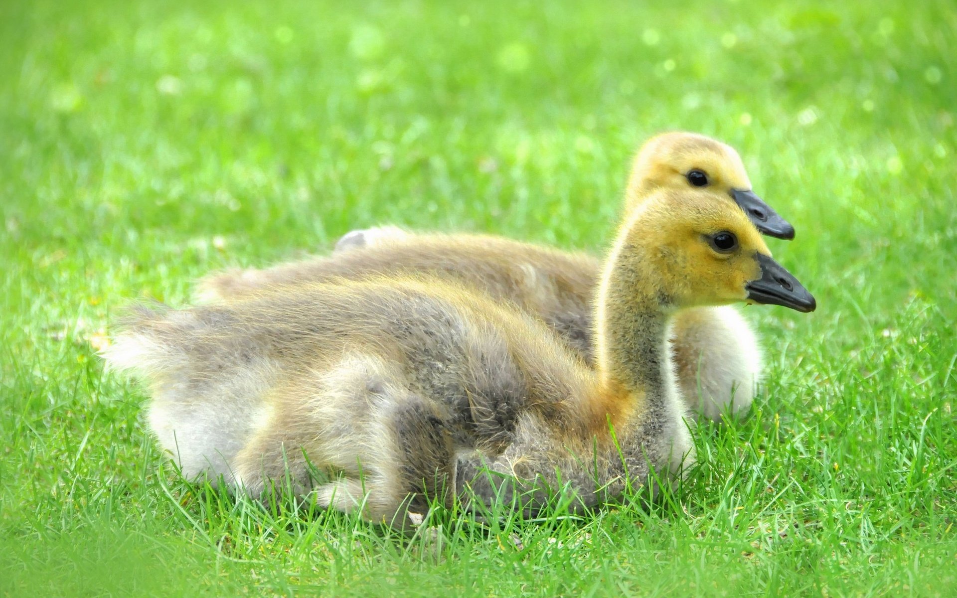 Обои трава, природа, птицы, утята, утки, маленькие, grass, nature, birds, ducklings, duck, small разрешение 2048x1360 Загрузить