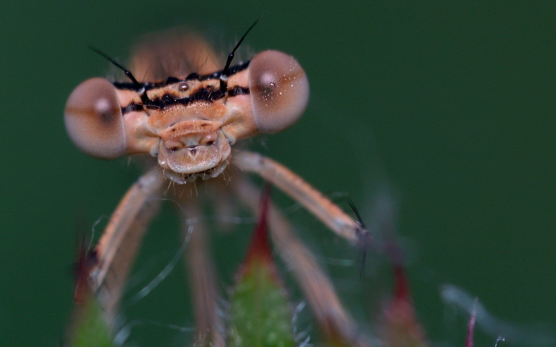 Обои глаза, макро, насекомое, стрекоза, eyes, macro, insect, dragonfly разрешение 1920x1280 Загрузить