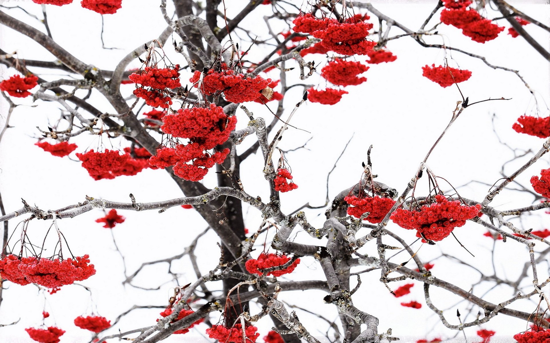 Обои природа, зима, ветки, ягоды, рябина, nature, winter, branches, berries, rowan разрешение 1920x1265 Загрузить