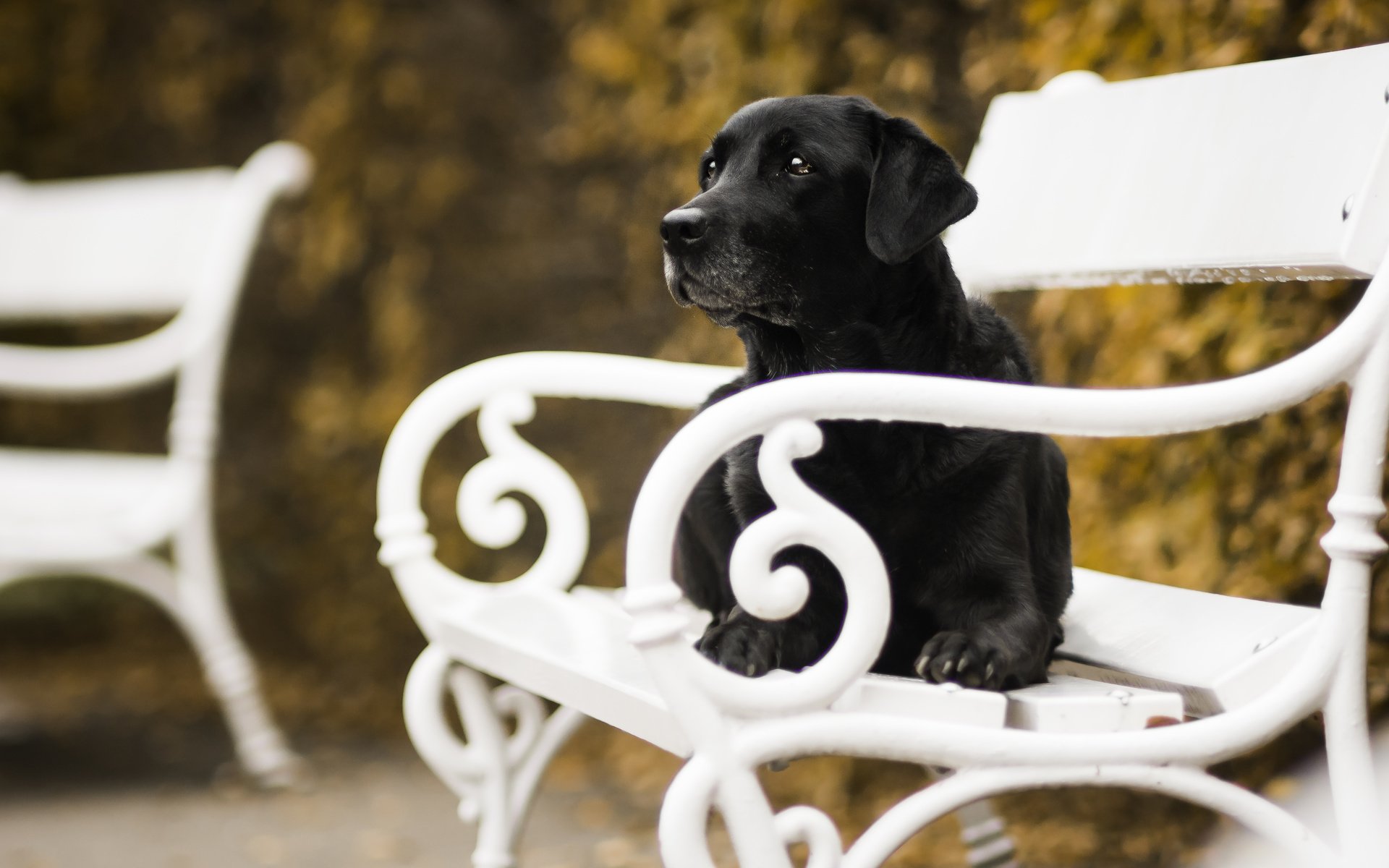 Обои осень, собака, скамейка, autumn, dog, bench разрешение 5049x3366 Загрузить