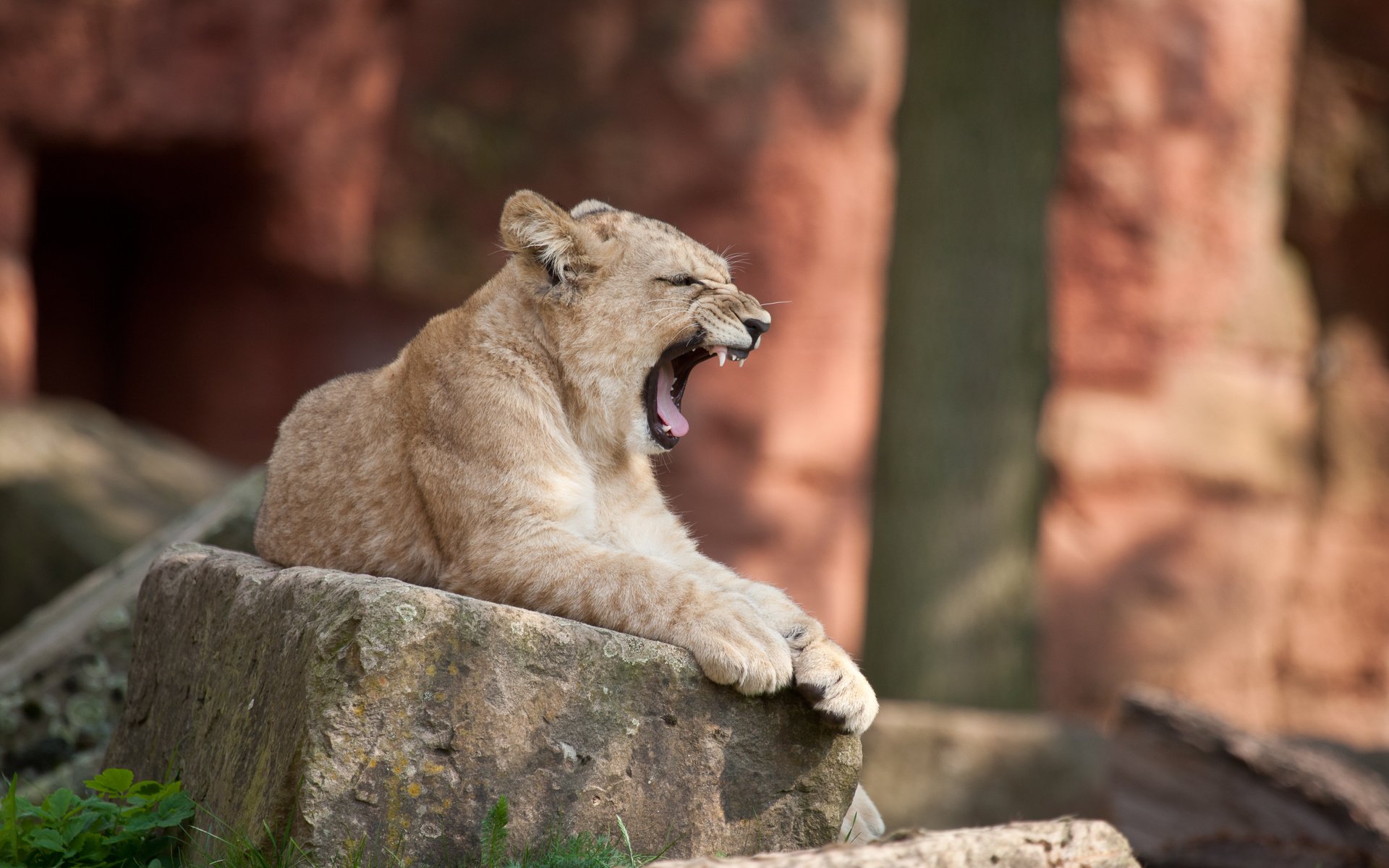 Обои кошка, камень, лев, львёнок, зевает, детеныш, cat, stone, leo, lion, yawns, cub разрешение 3888x2592 Загрузить