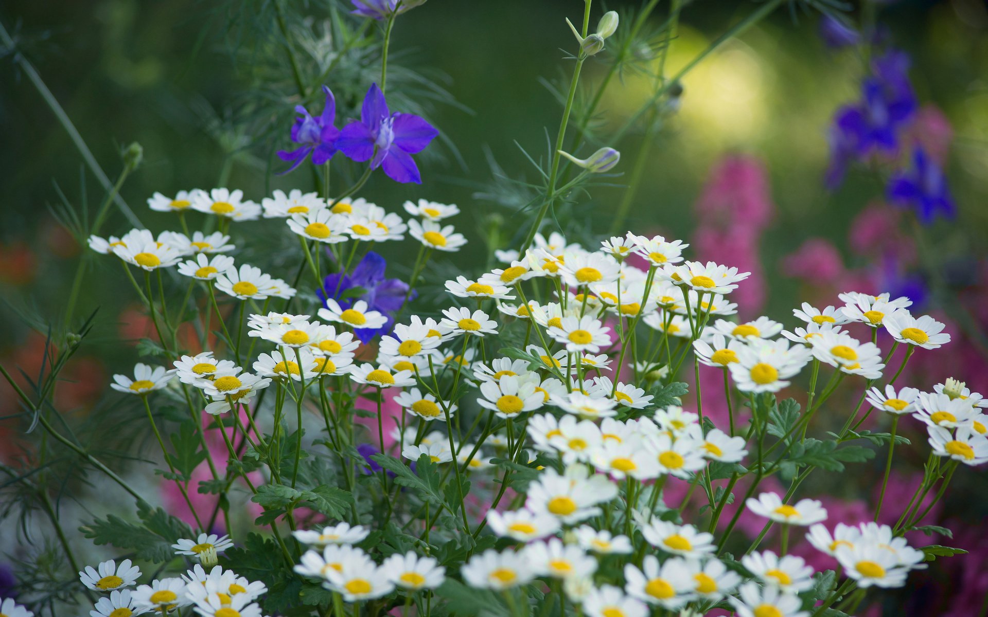 Обои цветы, макро, поле, flowers, macro, field разрешение 6000x4000 Загрузить