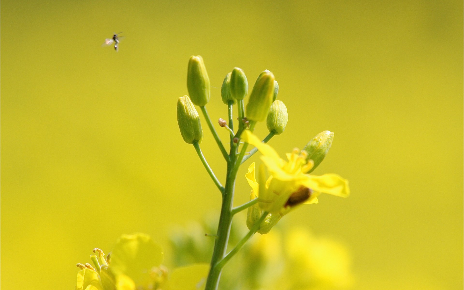 Обои цветы, насекомое, растение, рапс, flowers, insect, plant, rape разрешение 2048x1365 Загрузить