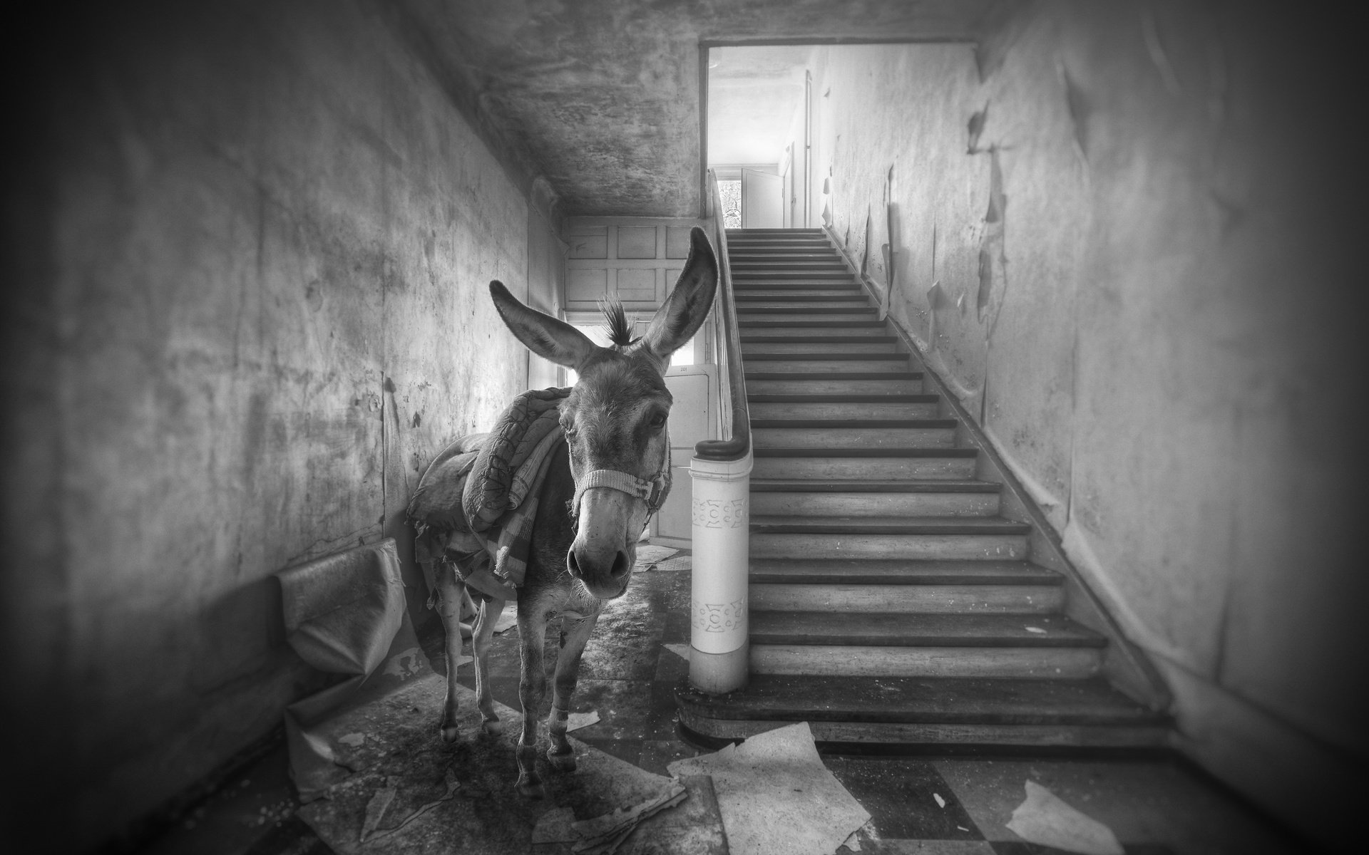 Обои лестница, чёрно-белое, дом, осел, ослик, ladder, black and white, house, donkey разрешение 2560x1613 Загрузить