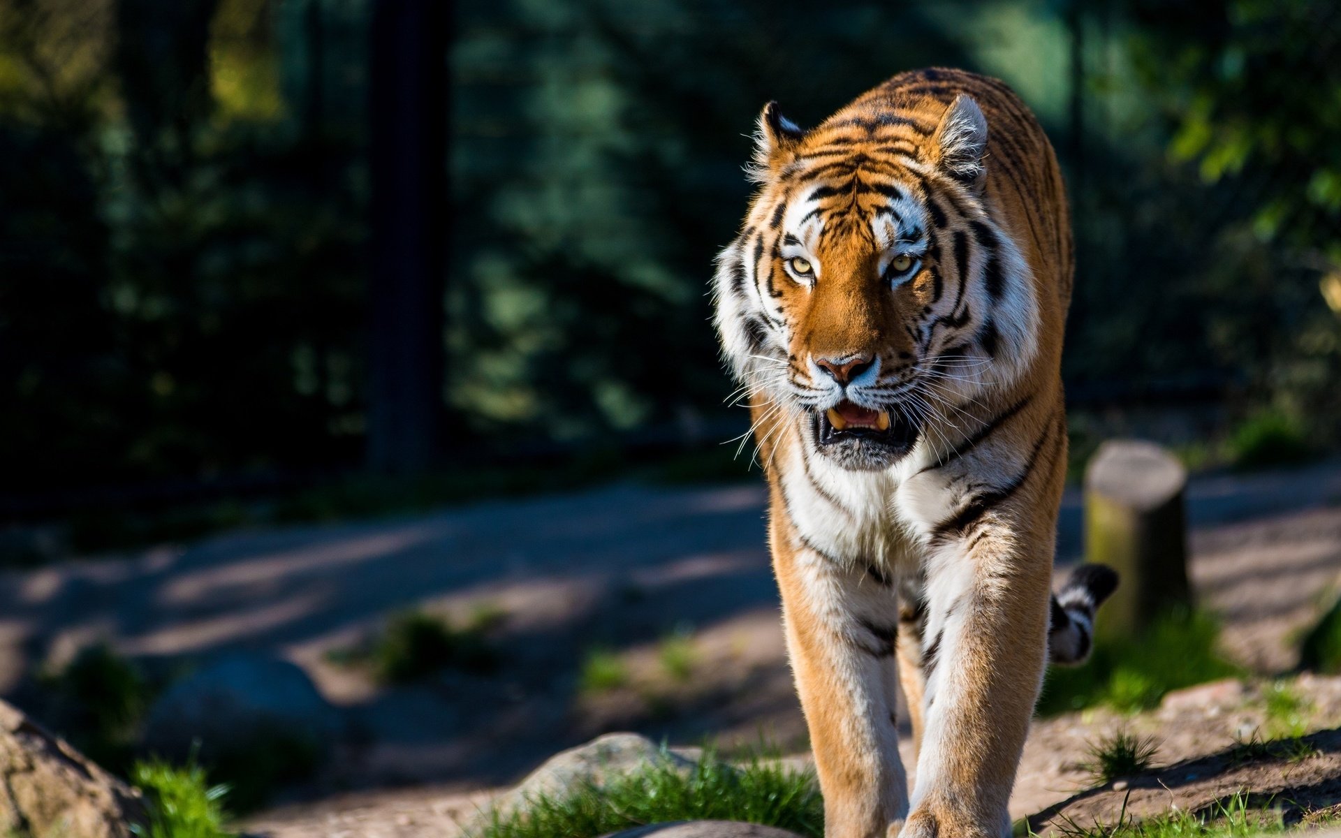 Обои тигр, хищник, большая кошка, дикая кошка, амурский, tiger, predator, big cat, wild cat, amur разрешение 2880x1920 Загрузить