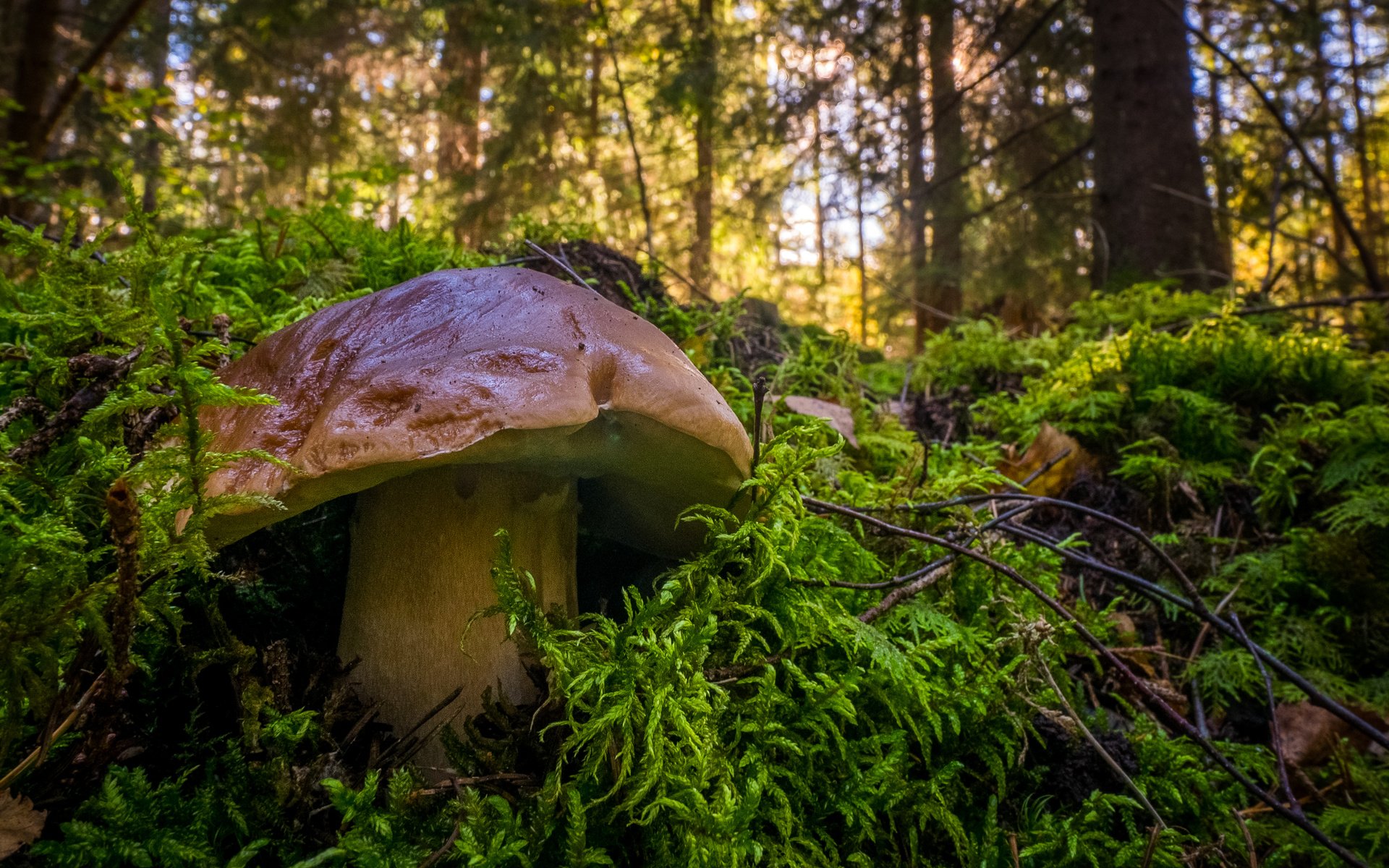 Обои деревья, природа, лес, гриб, мох, белый гриб, trees, nature, forest, mushroom, moss, white mushroom разрешение 3340x2221 Загрузить