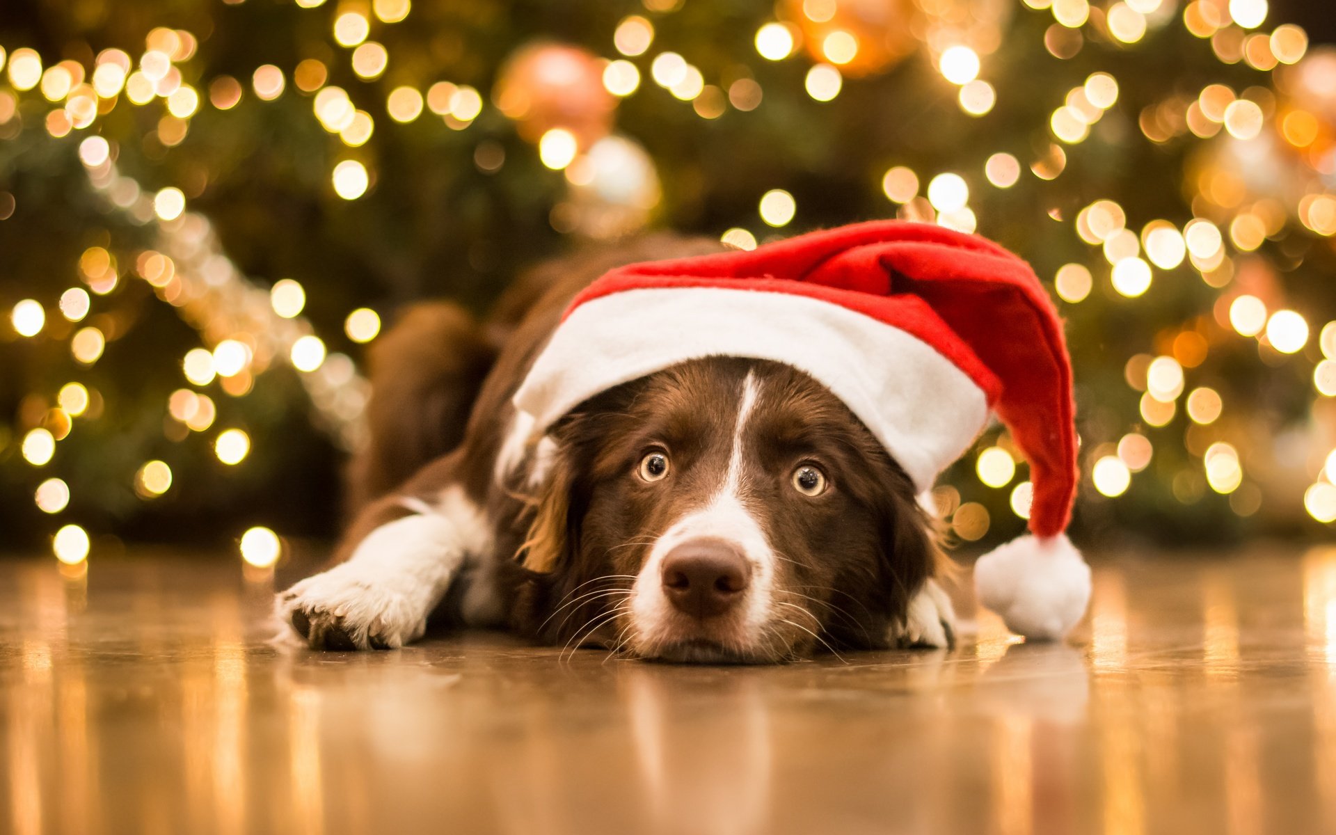 Обои морда, новый год, взгляд, собака, рождество, колпак, face, new year, look, dog, christmas, cap разрешение 5446x3425 Загрузить