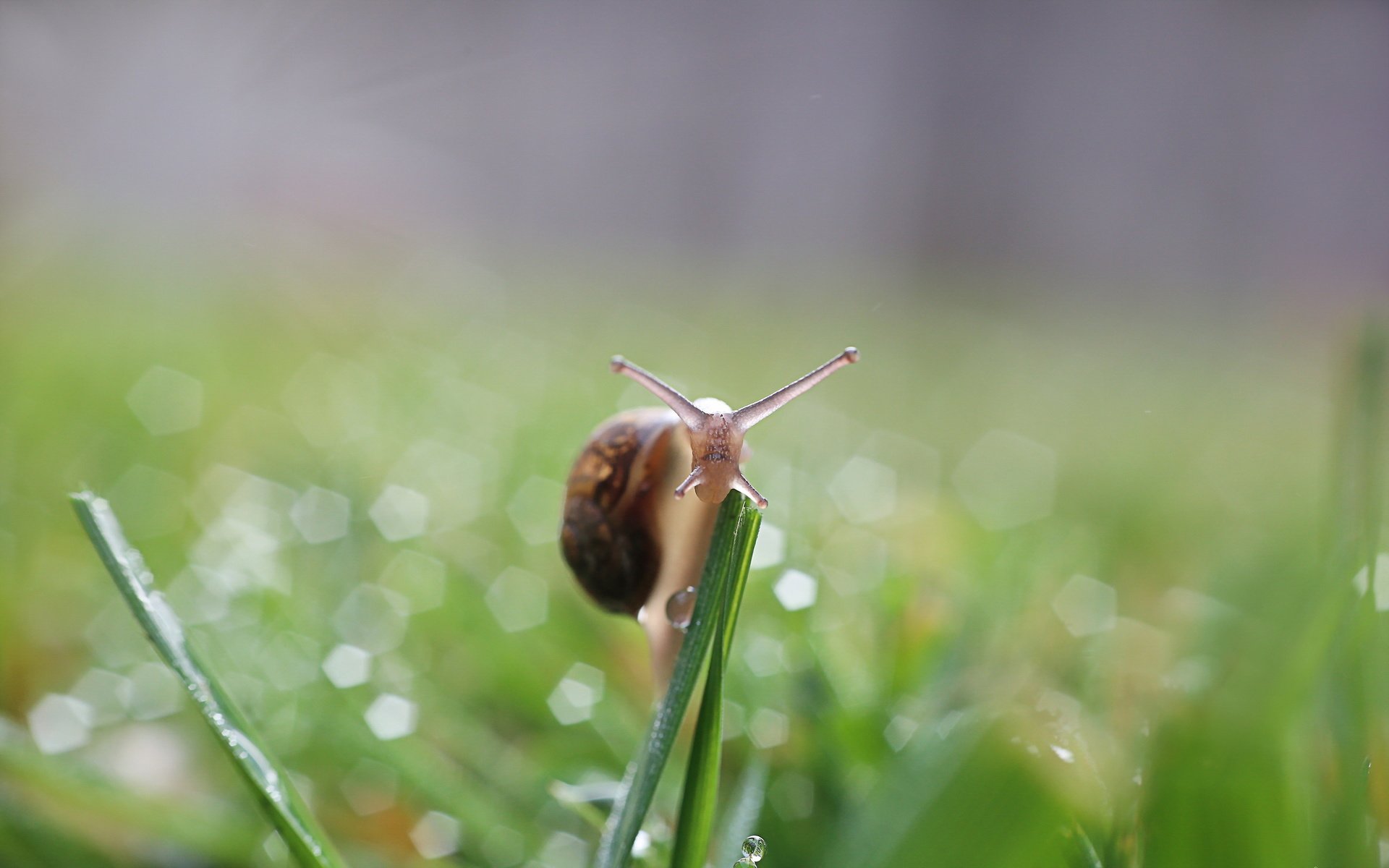 Обои природа, фон, улитка, nature, background, snail разрешение 2560x1600 Загрузить