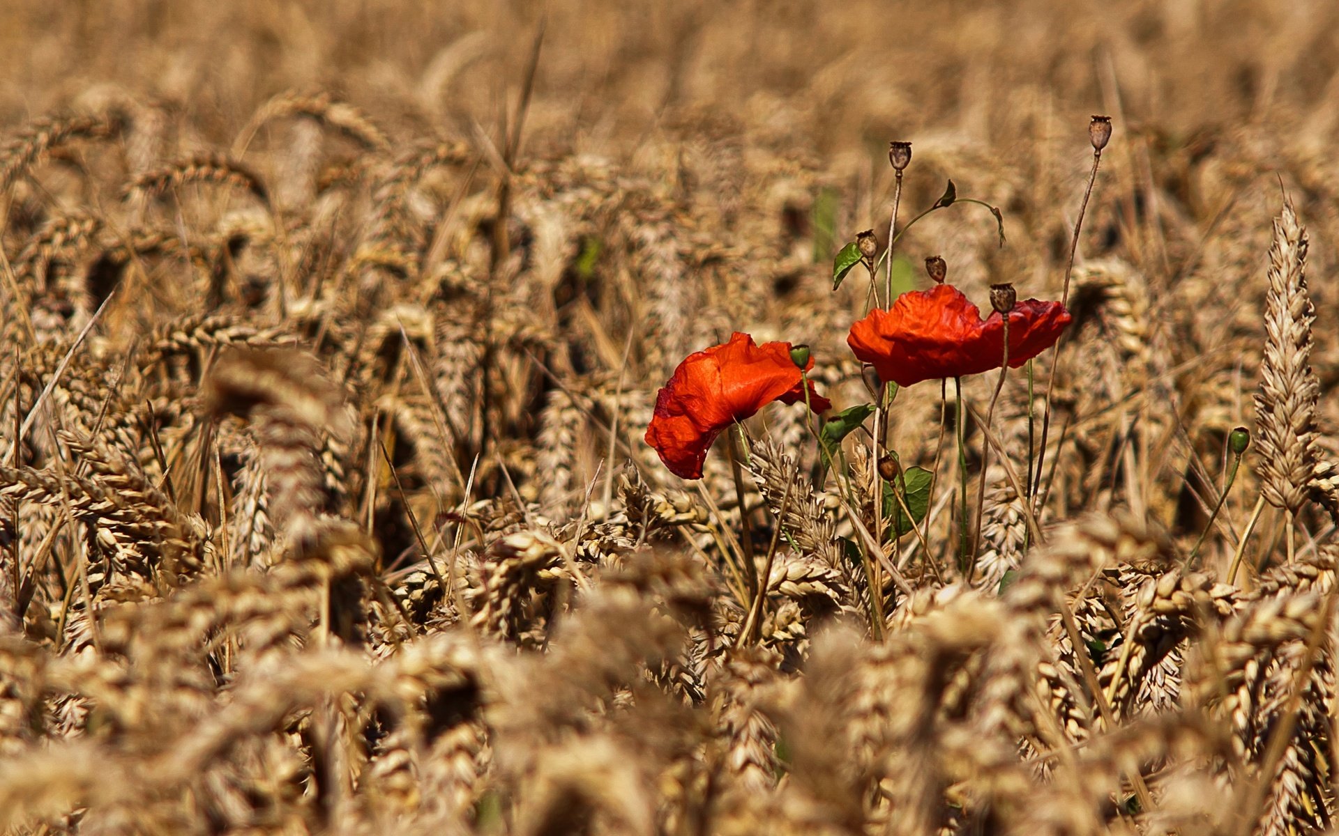 Обои цветы, природа, поле, осень, маки, колосья, пшеница, flowers, nature, field, autumn, maki, ears, wheat разрешение 2880x1920 Загрузить