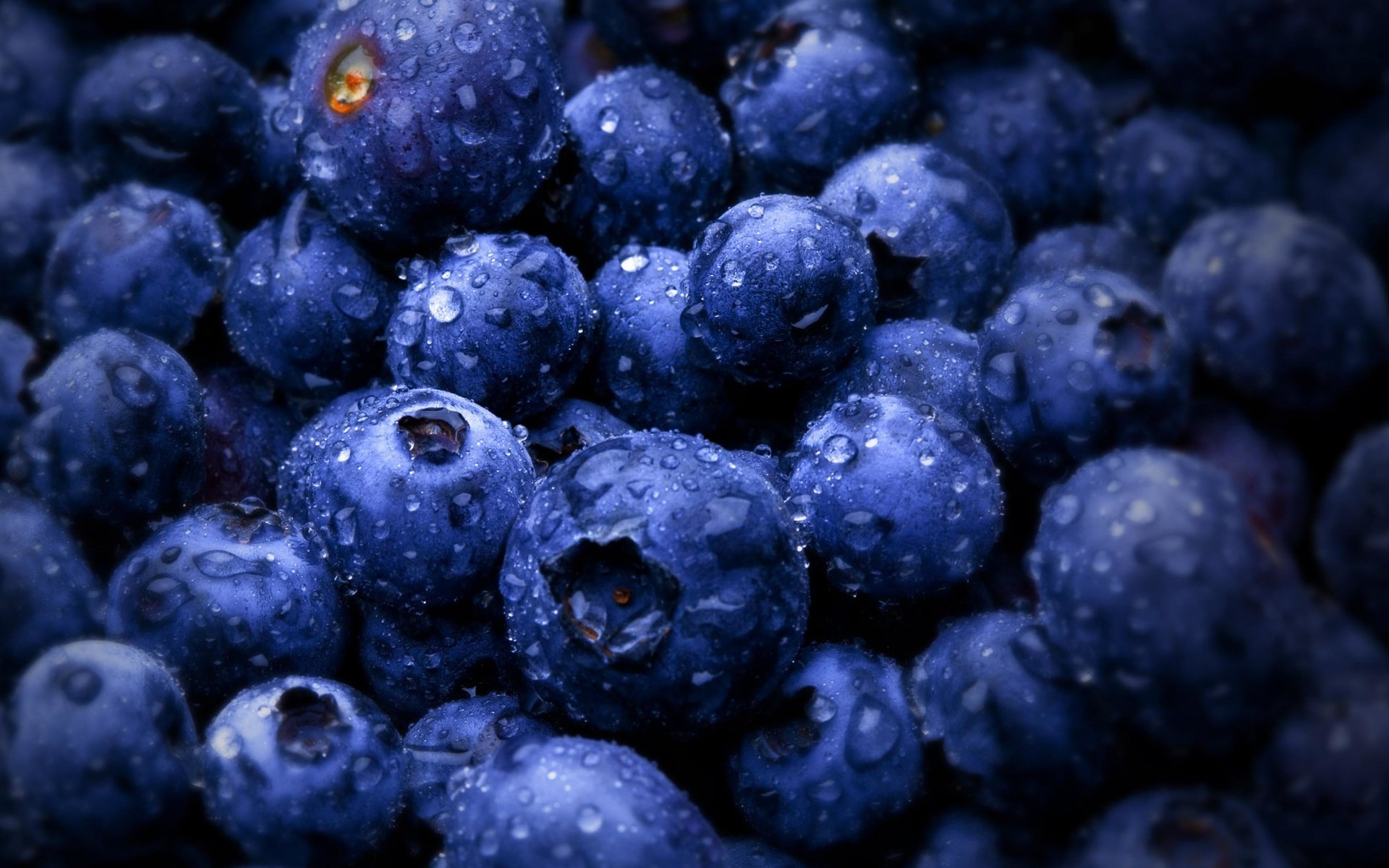 Обои роса, ягода, черника, rosa, berry, blueberries разрешение 3840x2160 Загрузить