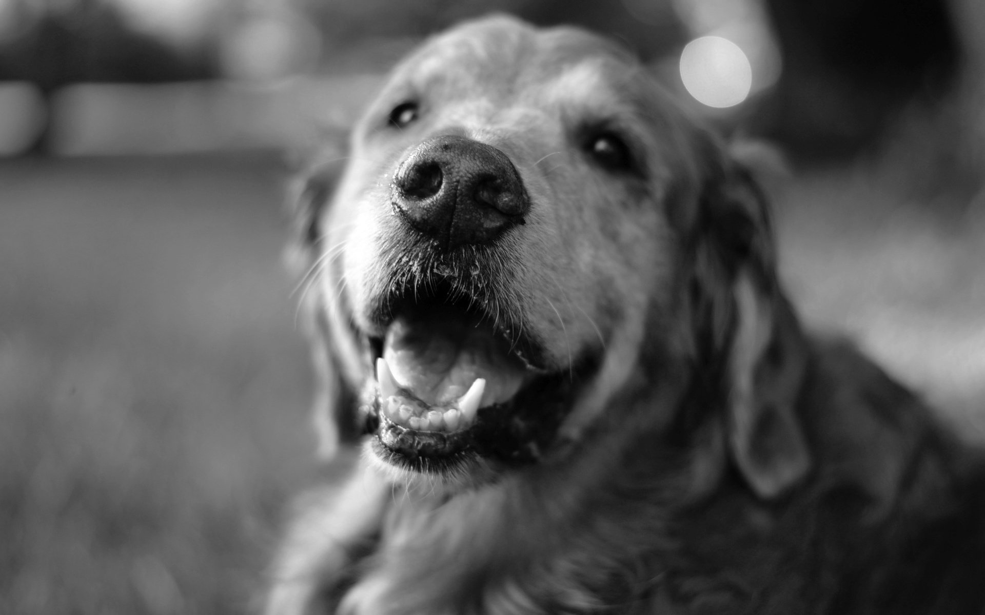 Обои чёрно-белое, собака, лабрадор, black and white, dog, labrador разрешение 2304x1536 Загрузить