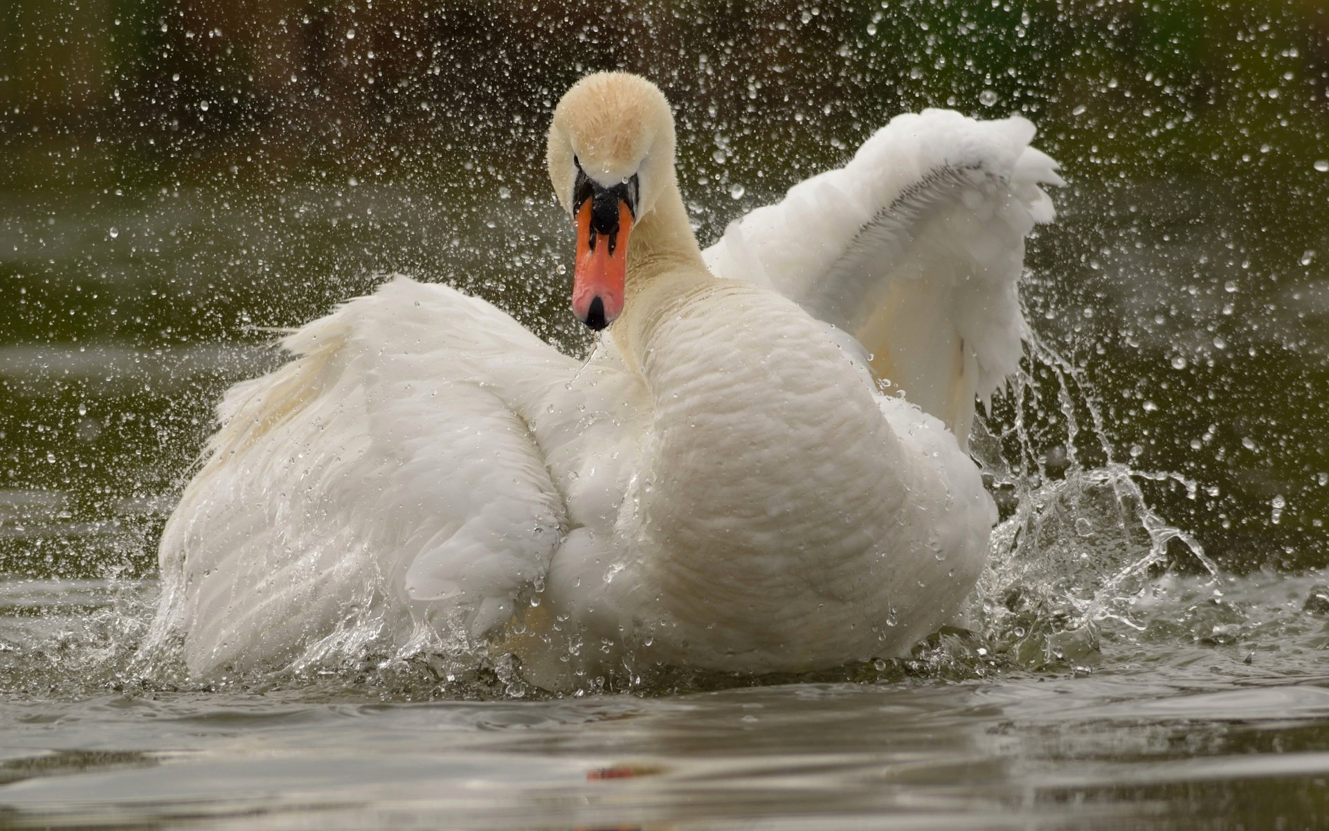 Обои вода, крылья, брызги, птица, лебедь, water, wings, squirt, bird, swan разрешение 3600x2571 Загрузить