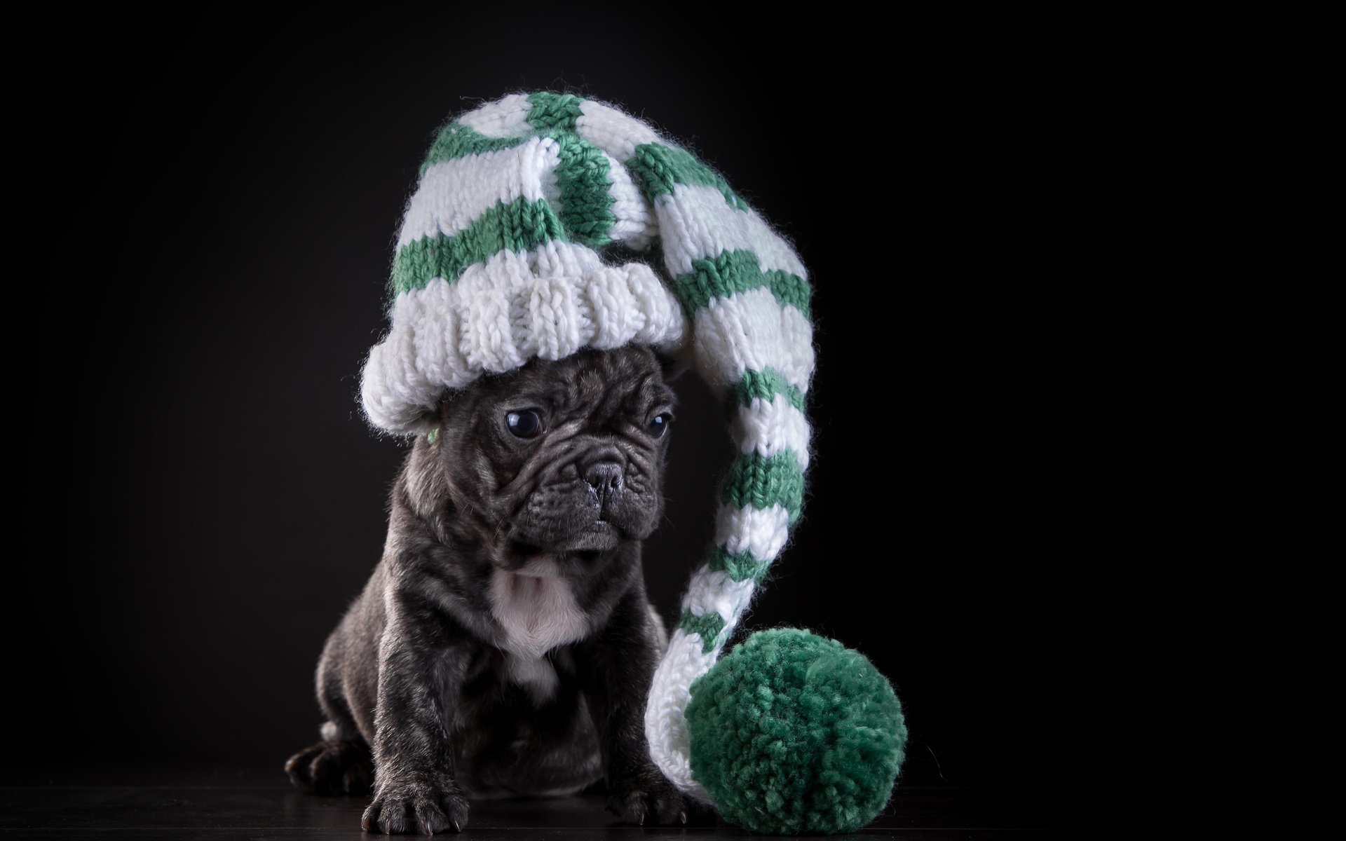 Обои собака, щенок, черный фон, шапка, французский бульдог, dog, puppy, black background, hat, french bulldog разрешение 4802x3201 Загрузить