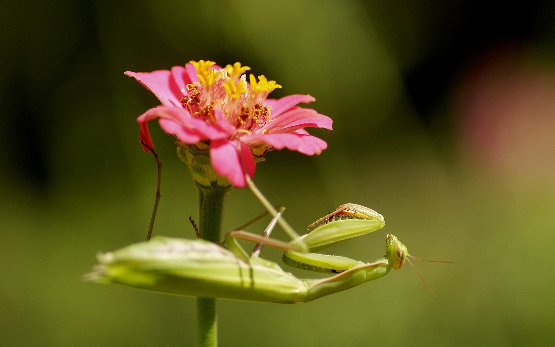 Обои насекомое, цветок, богомол, insect, flower, mantis разрешение 1920x1440 Загрузить