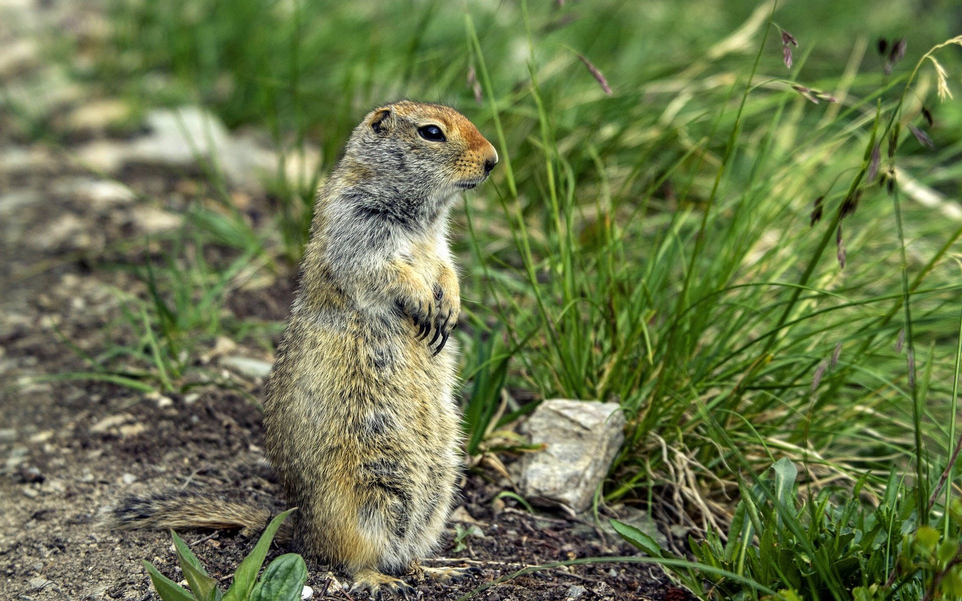 Обои животное, сурок, грызун, animal, marmot, rodent разрешение 5184x3456 Загрузить