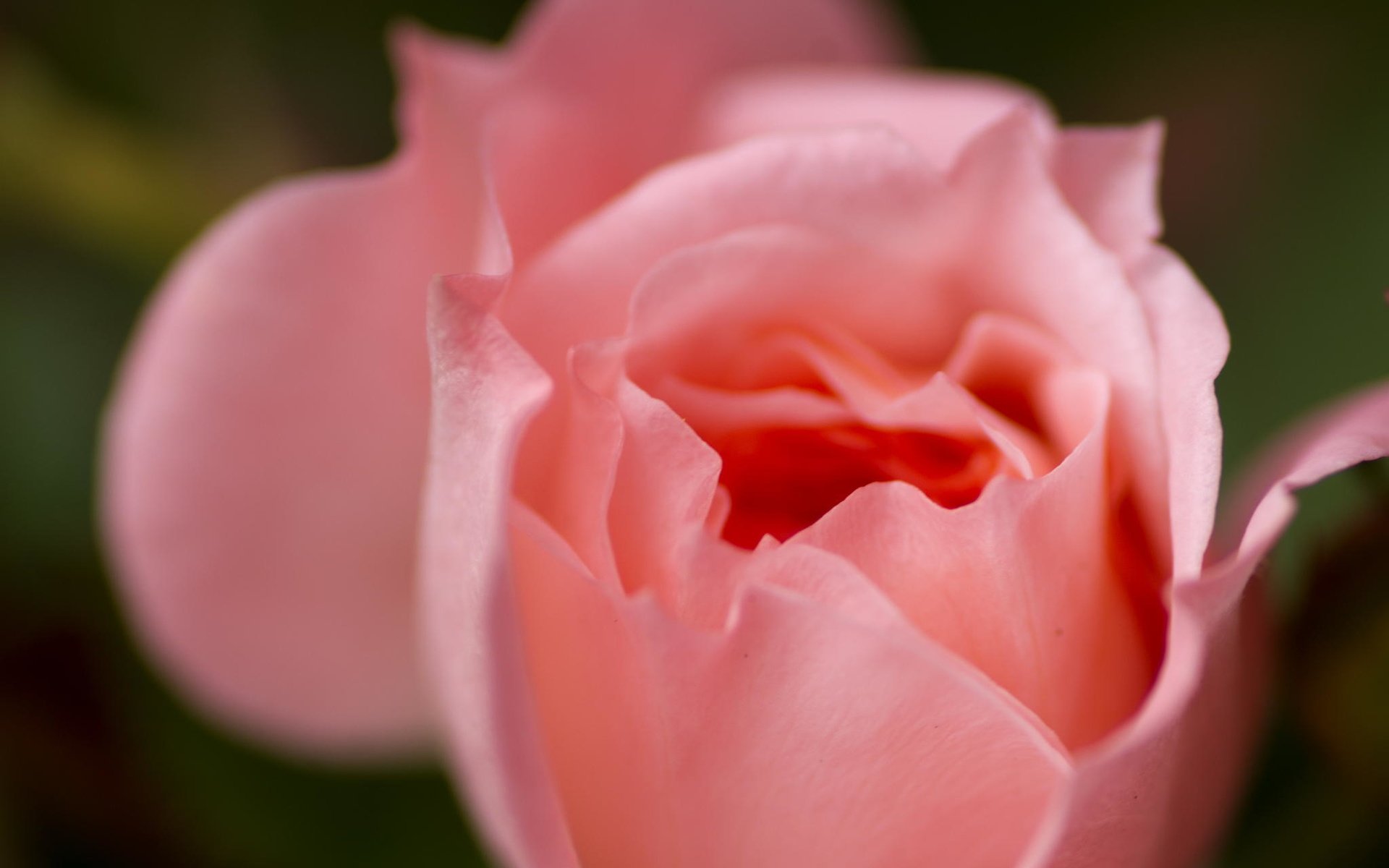 Обои макро, цветок, роза, лепестки, розовая, macro, flower, rose, petals, pink разрешение 2048x1360 Загрузить