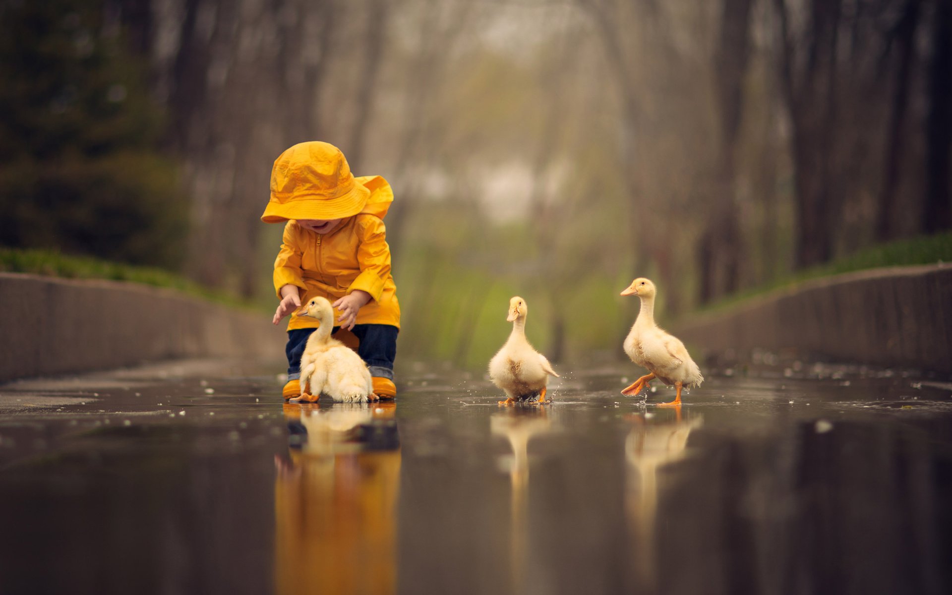 Обои вода, птицы, ребенок, малыш, лужа, птенцы, гусята, water, birds, child, baby, puddle, chicks, the goslings разрешение 2048x1348 Загрузить