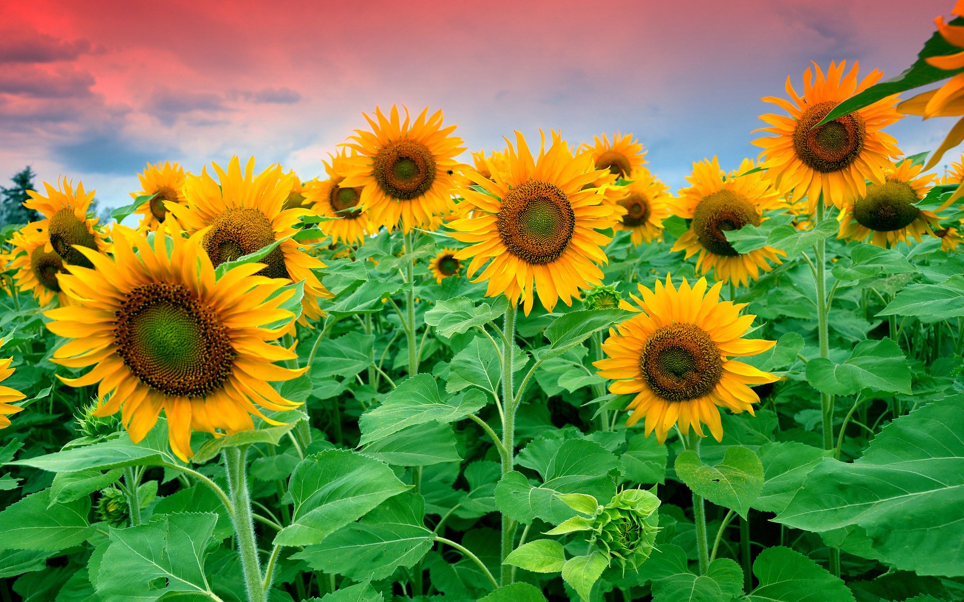 Обои небо, цветы, облака, листья, поле, подсолнухи, the sky, flowers, clouds, leaves, field, sunflowers разрешение 4262x2654 Загрузить