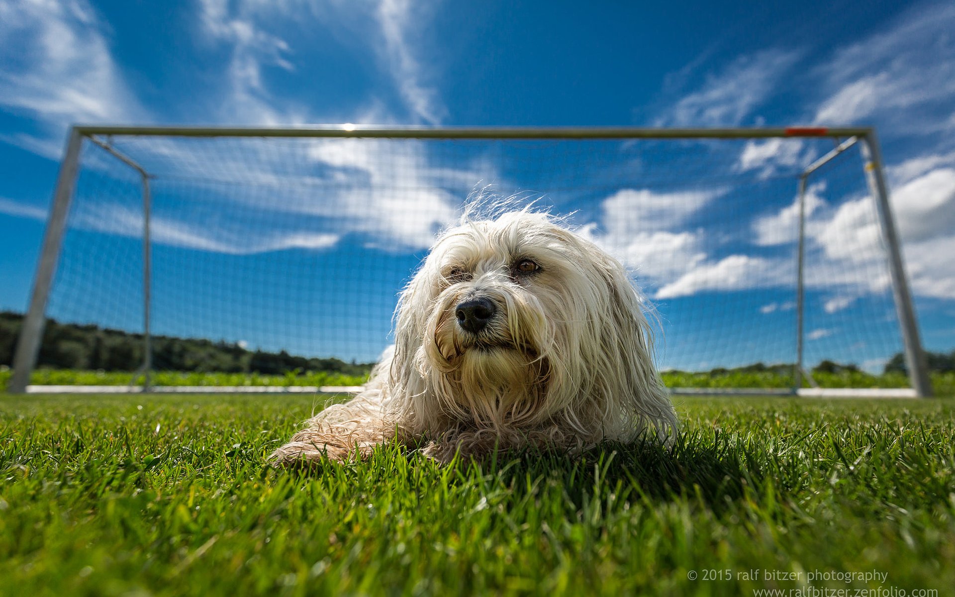 Обои трава, поле, собака, гаванский бишон, бишон, ralf bitzer, grass, field, dog, the havanese, bichon разрешение 2048x1365 Загрузить