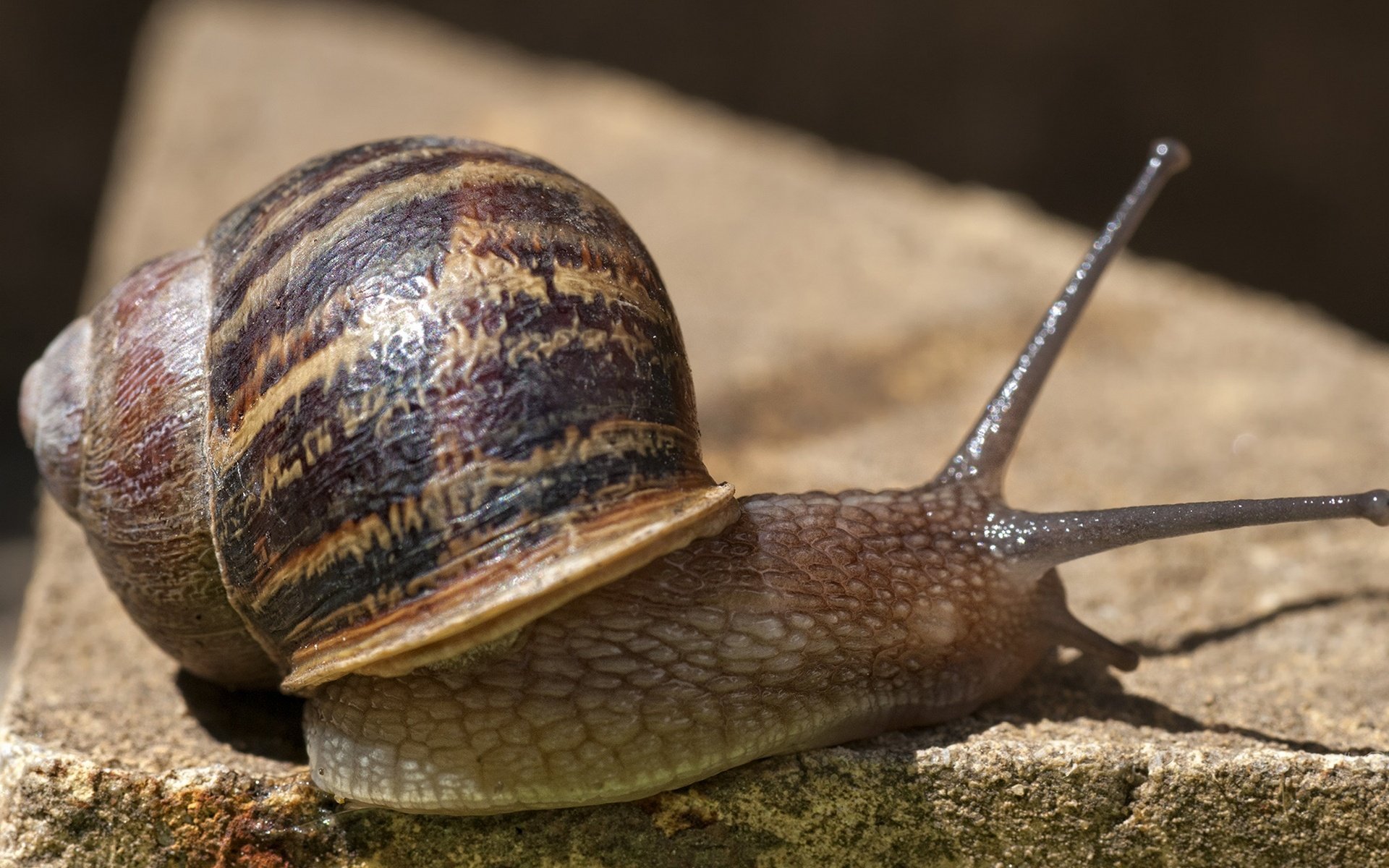 Обои макро, моллюск, улитка, рожки, раковина, macro, clam, snail, horns, sink разрешение 1920x1280 Загрузить