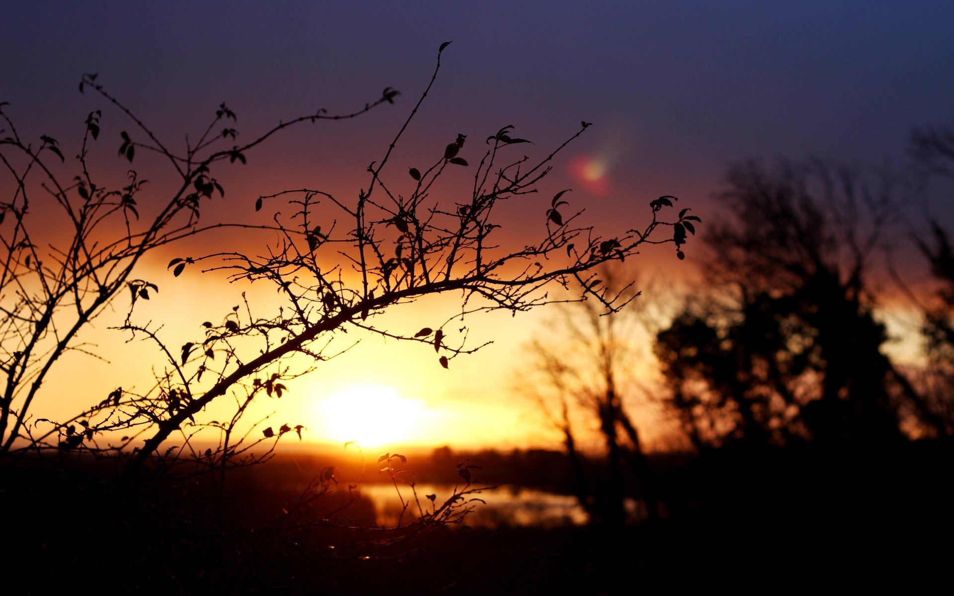 Обои ветка, восход, солнце, природа, пейзаж, утро, размытость, branch, sunrise, the sun, nature, landscape, morning, blur разрешение 5184x3456 Загрузить