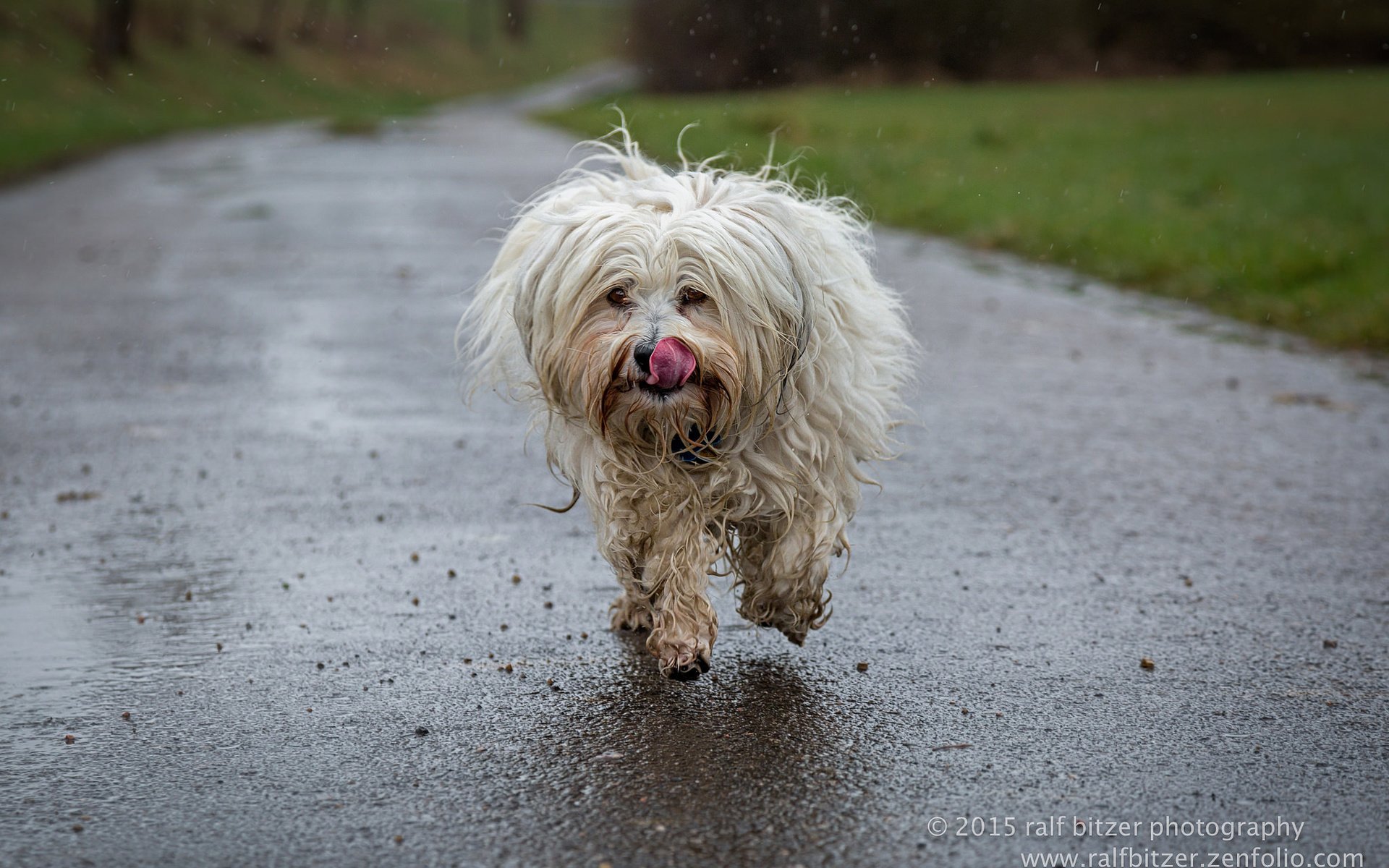 Обои собака, язык, бег, гаванский бишон, бишон, ralf bitzer, dog, language, running, the havanese, bichon разрешение 2048x1365 Загрузить