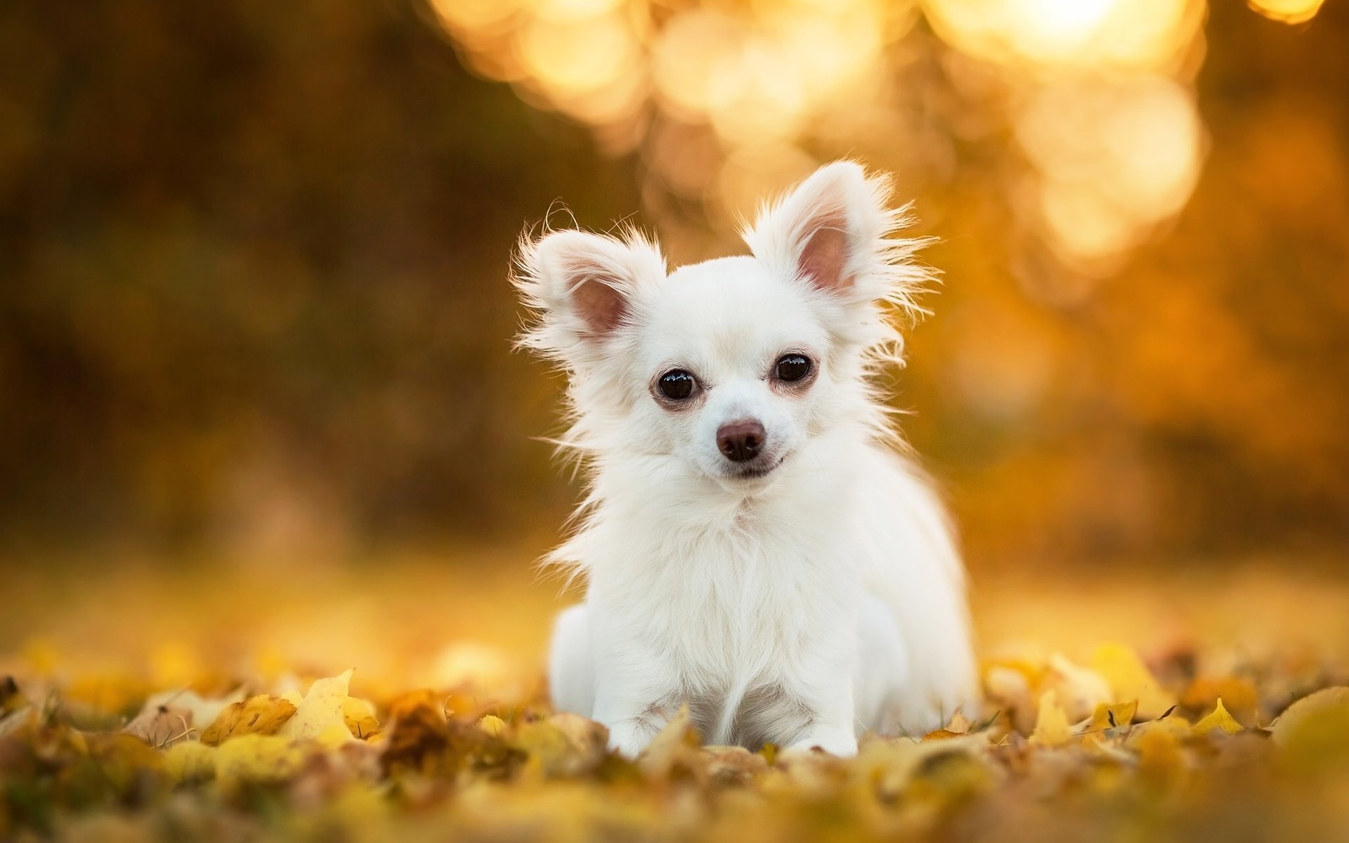 Обои листья, собака, песик, боке, чихуахуа, leaves, dog, doggie, bokeh, chihuahua разрешение 2048x1312 Загрузить