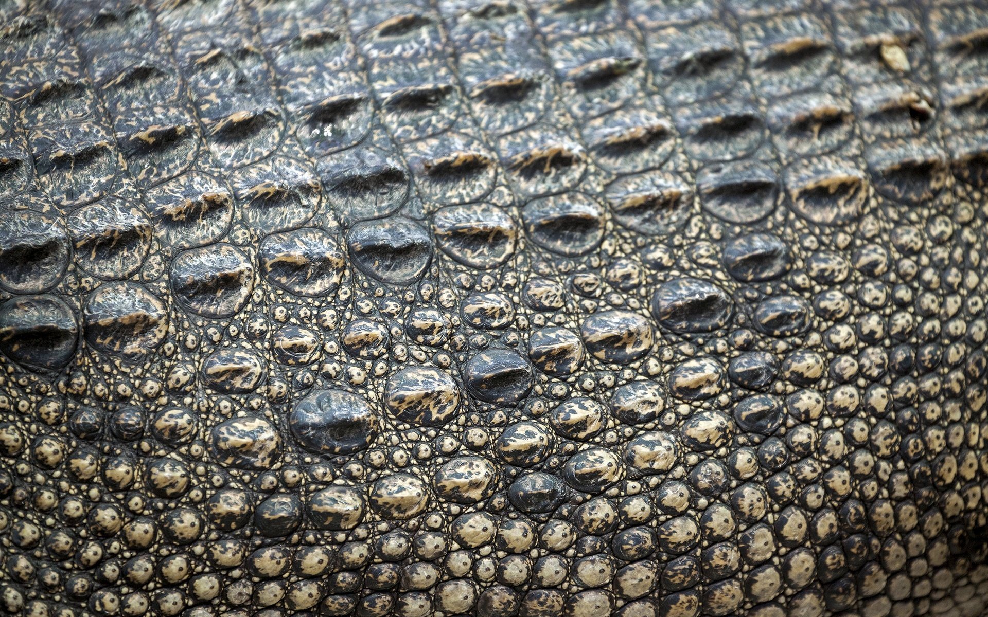 Обои кожа, крокодил, етекстура, кожи, leather, crocodile, texture, skin разрешение 2880x1918 Загрузить