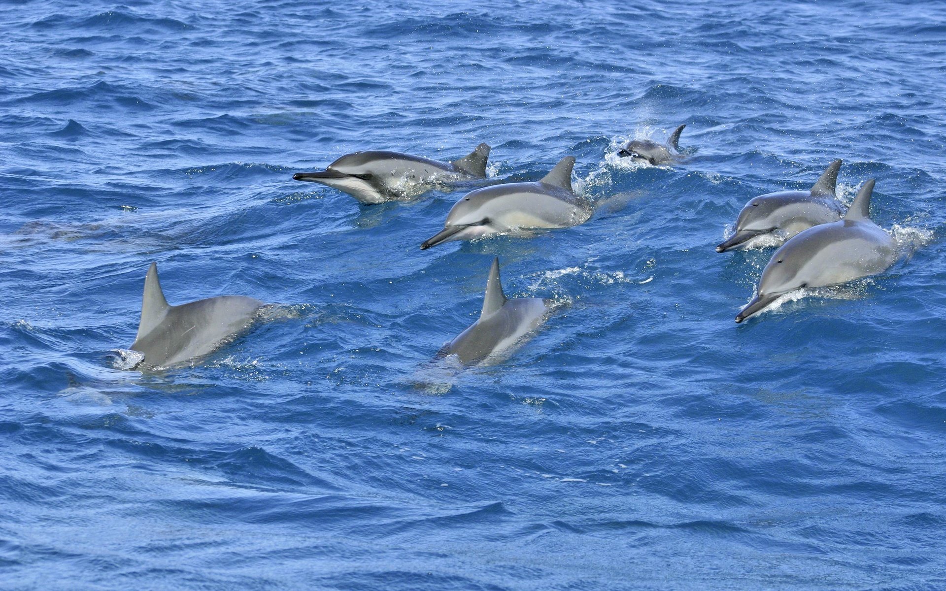 Обои волны, море, дельфины, wave, sea, dolphins разрешение 3072x2048 Загрузить