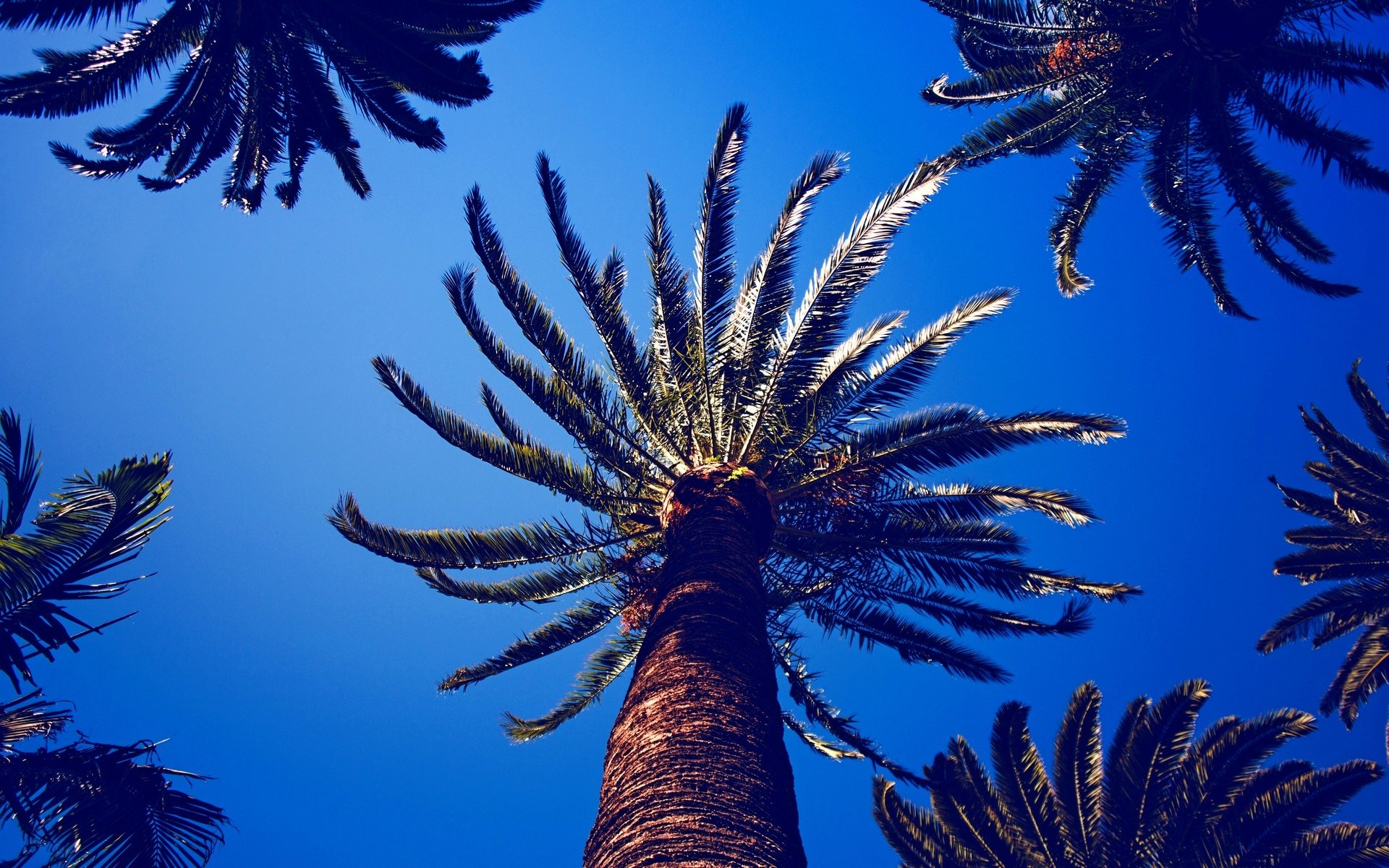 Обои небо, листья, пальмы, the sky, leaves, palm trees разрешение 2880x1620 Загрузить