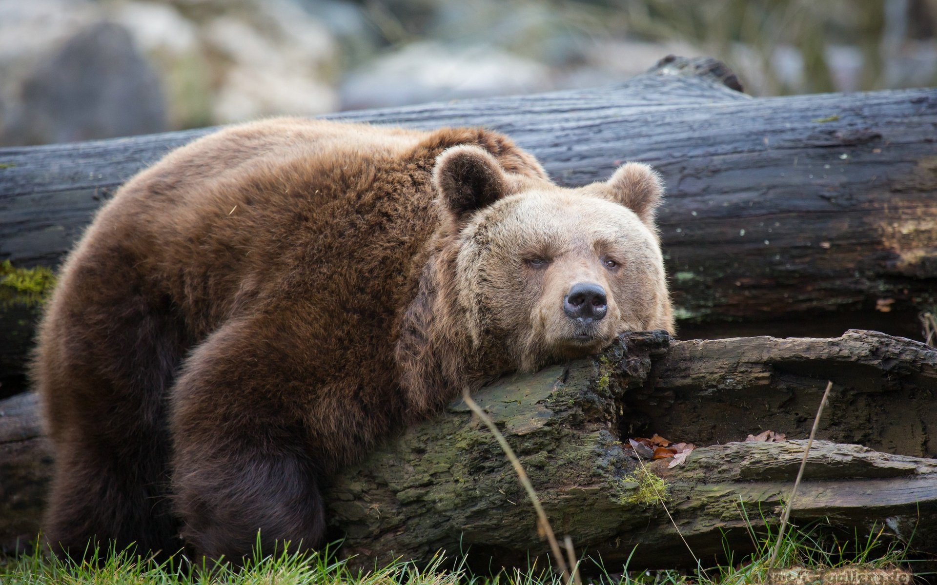 Обои дерево, медведь, отдыхает, отдых, ствол, дерева, медвед, tree, bear, resting, stay, trunk, wood разрешение 2048x1365 Загрузить