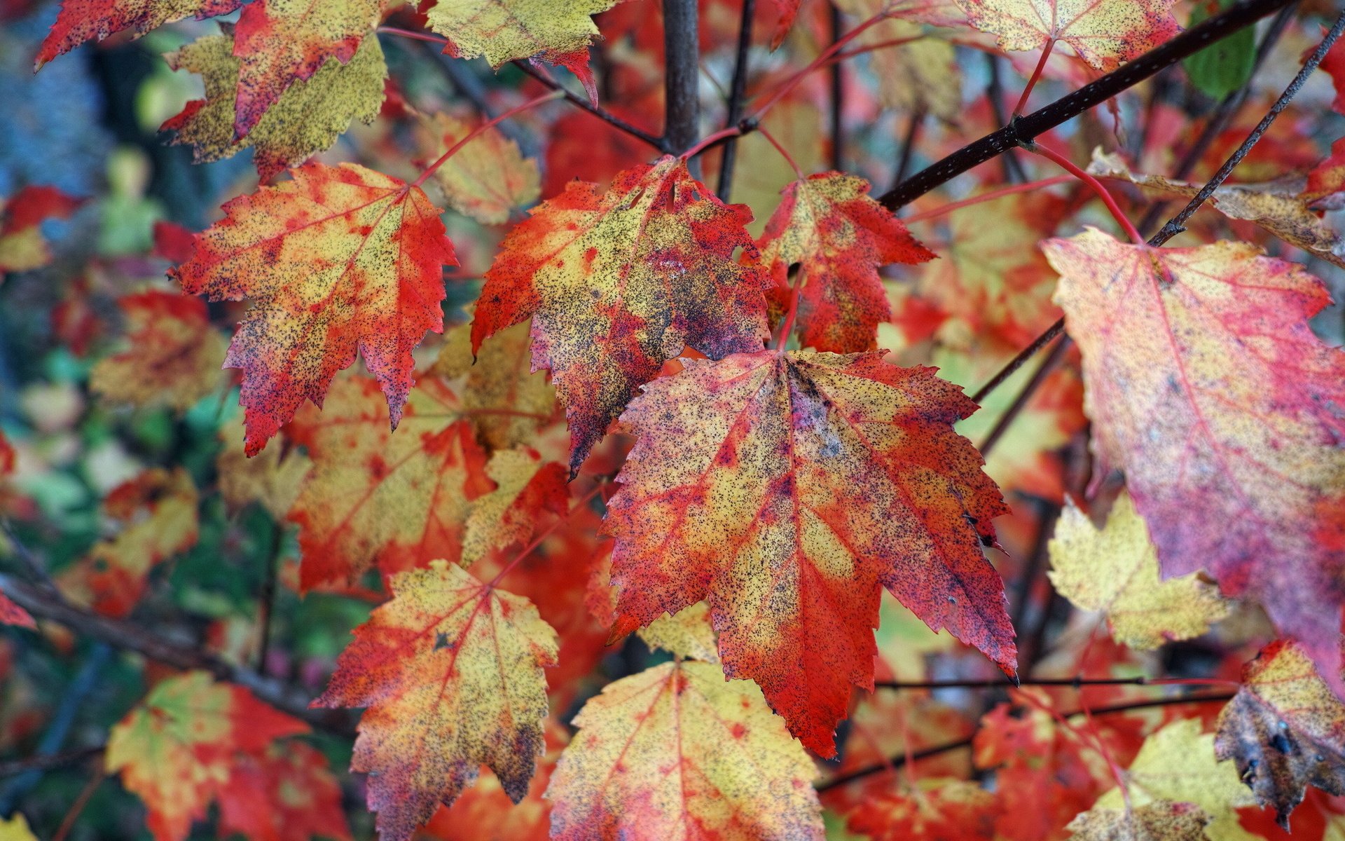 Обои природа, листья, листва, осень, nature, leaves, foliage, autumn разрешение 2048x1365 Загрузить