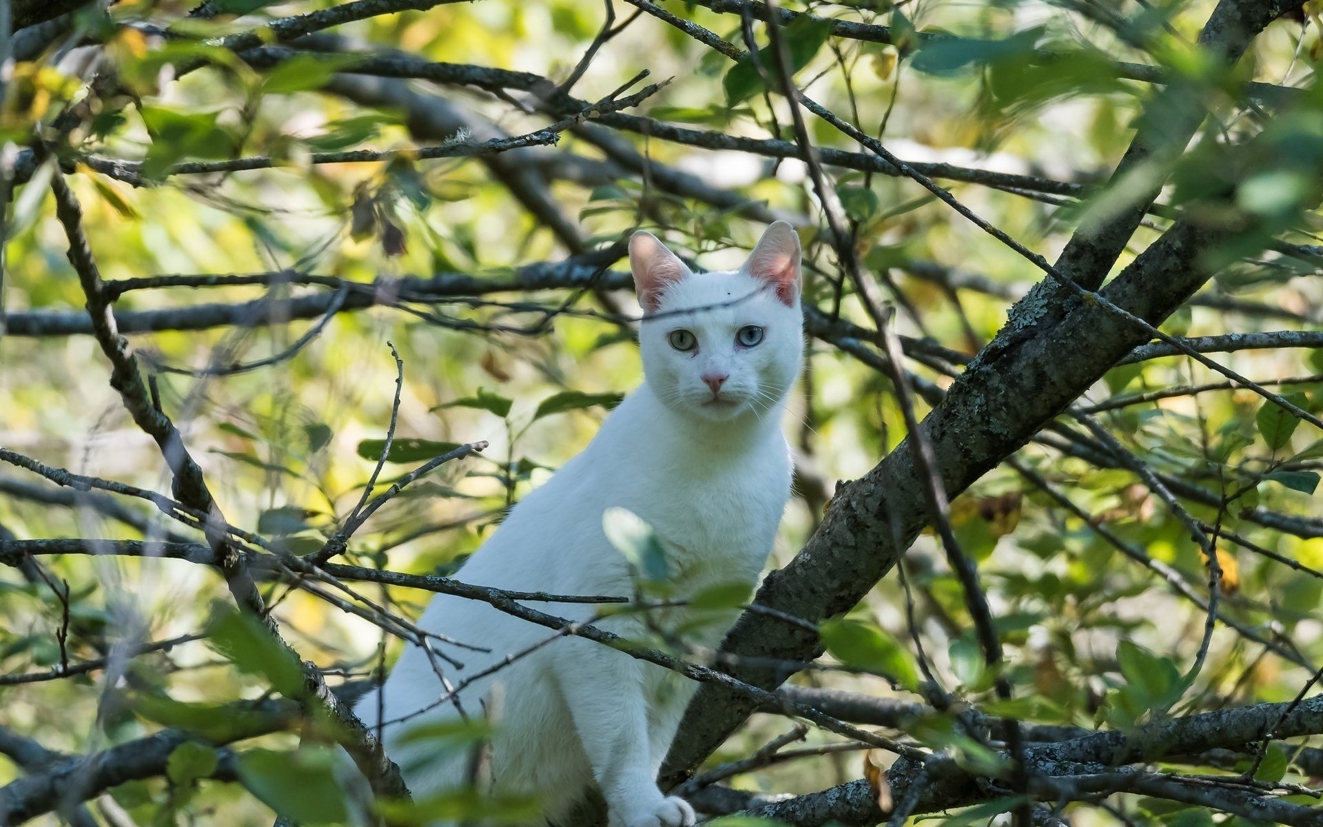 Обои кот, листва, кошка, белый, разные глаза, cat, foliage, white, different eyes разрешение 2048x1460 Загрузить