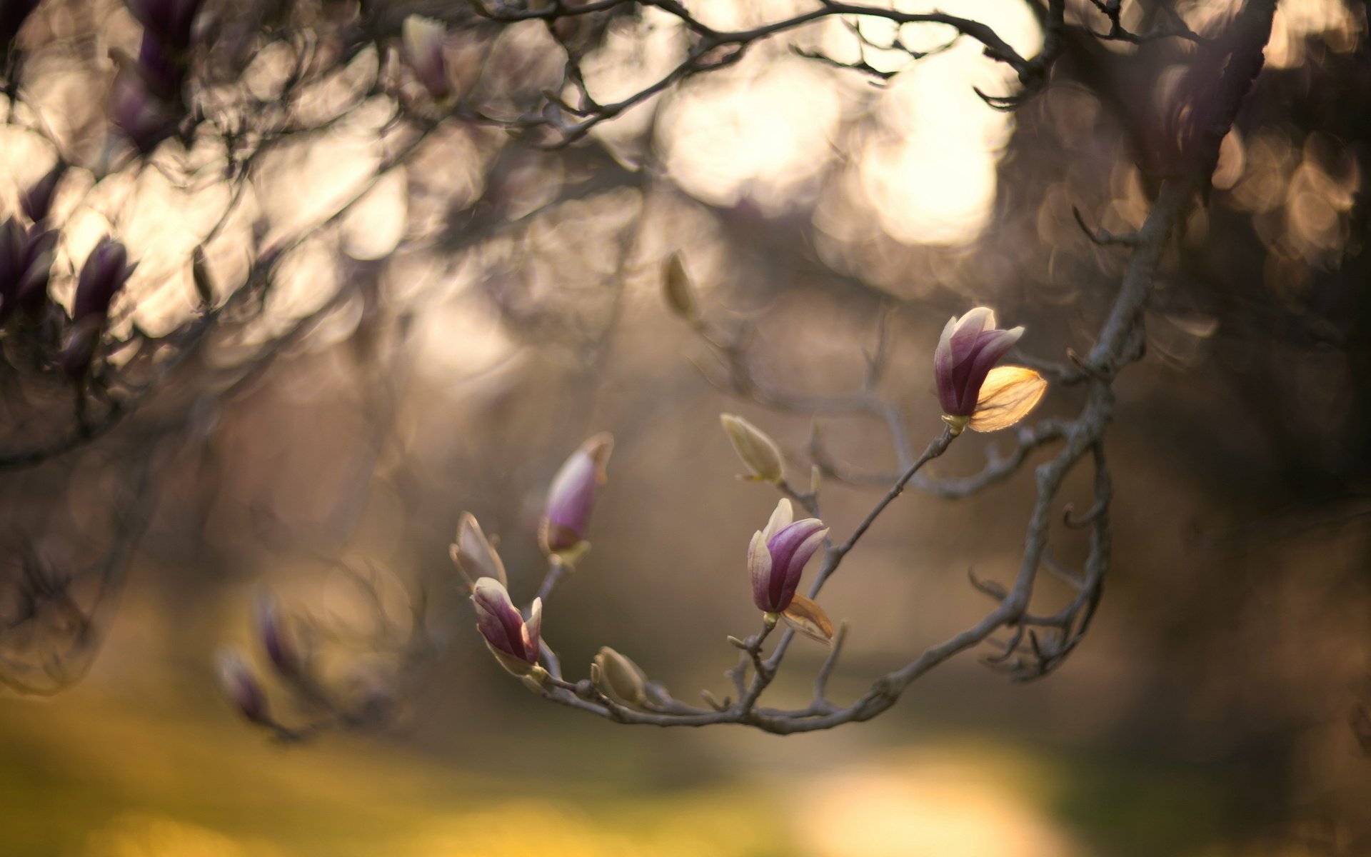 Обои природа, дерево, цветение, ветки, весна, боке, магнолия, nature, tree, flowering, branches, spring, bokeh, magnolia разрешение 2560x1600 Загрузить